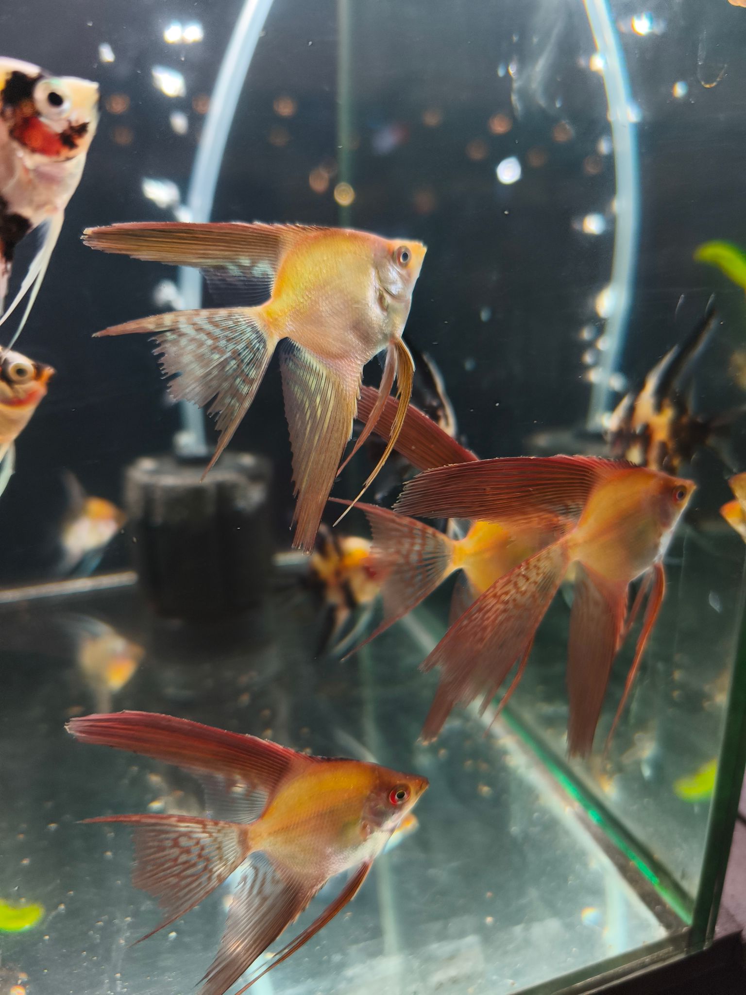 Bulgarian Seal Point Veiltail Angelfish