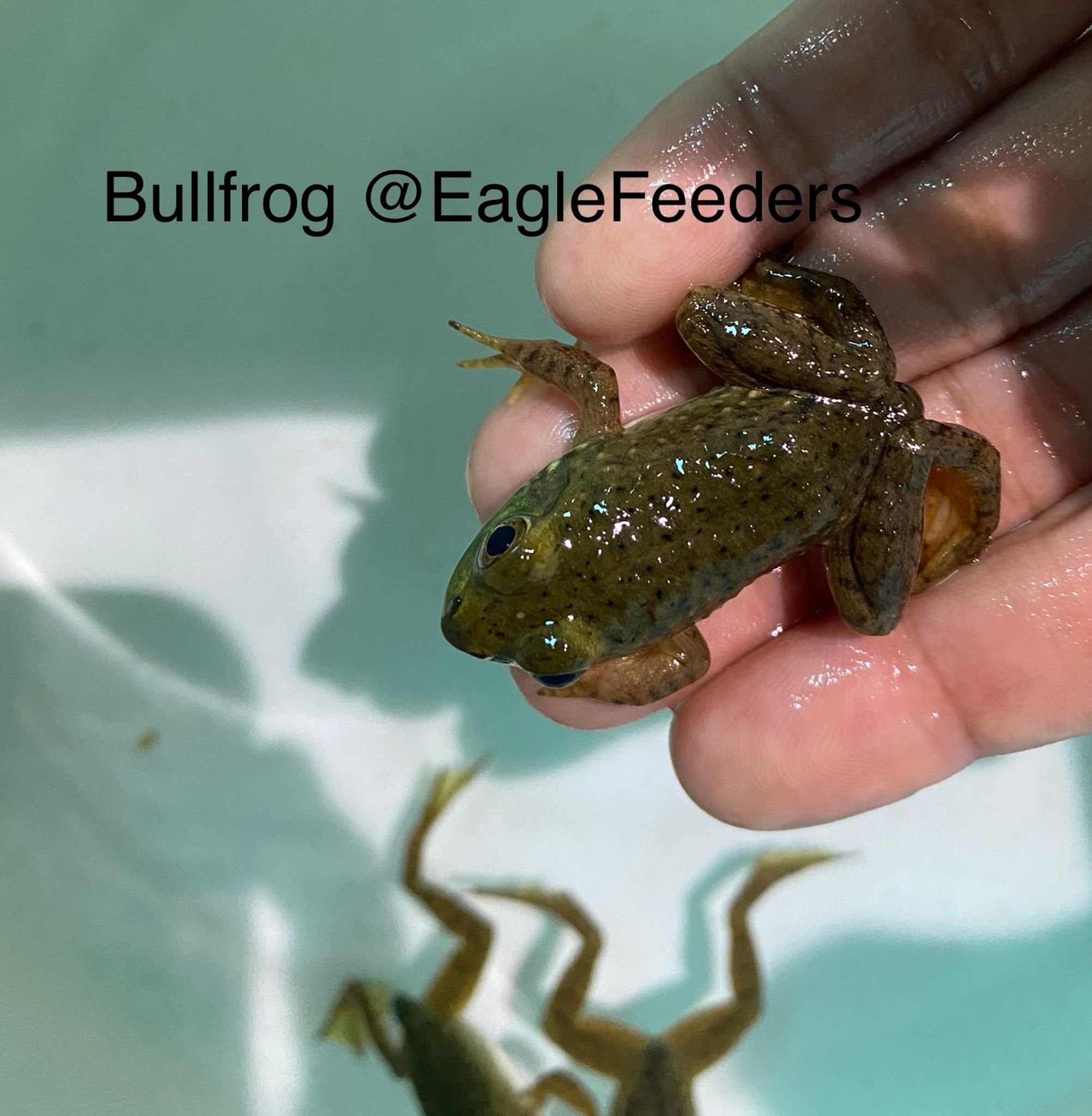 Bullfrog frog live feeders frogs