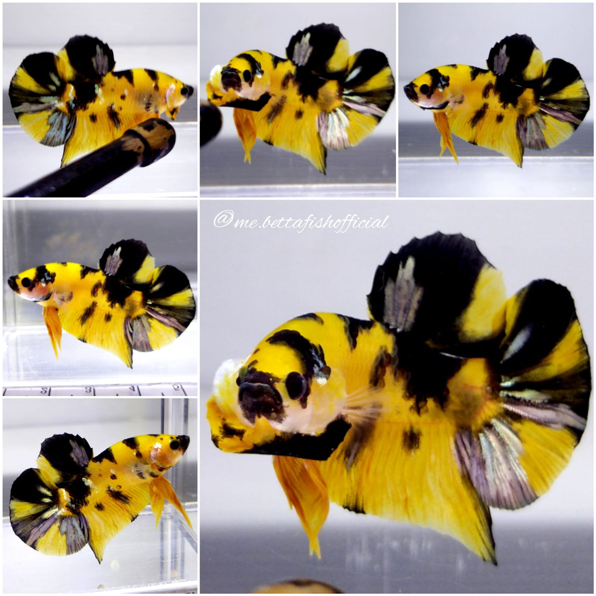 Bumbblebee
