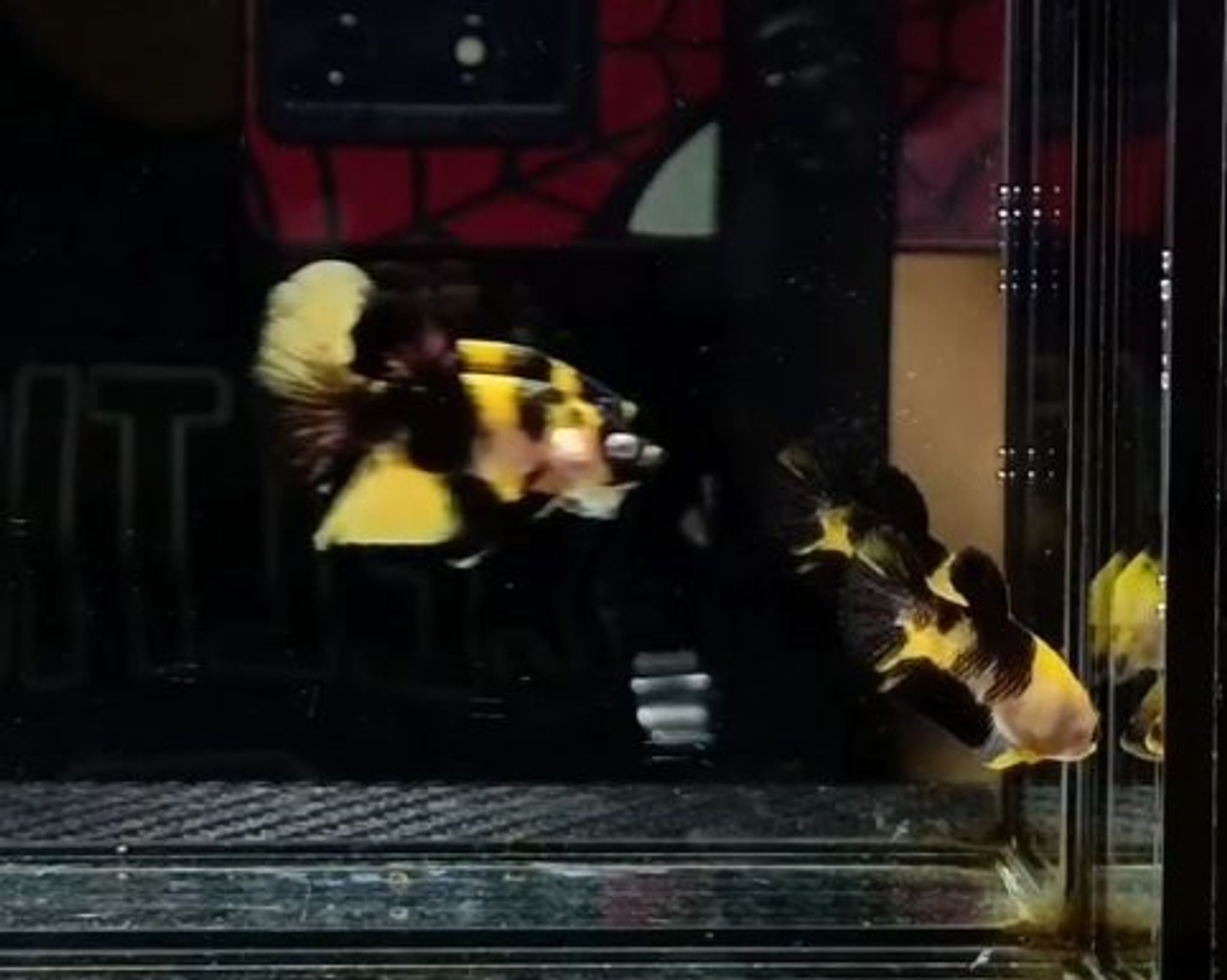 Bumble Bee Betta
