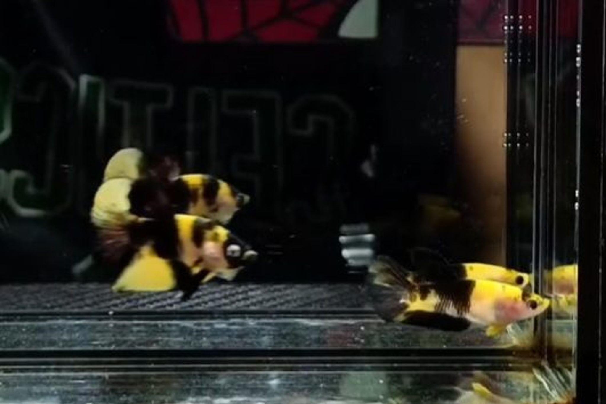 Bumble Bee Betta