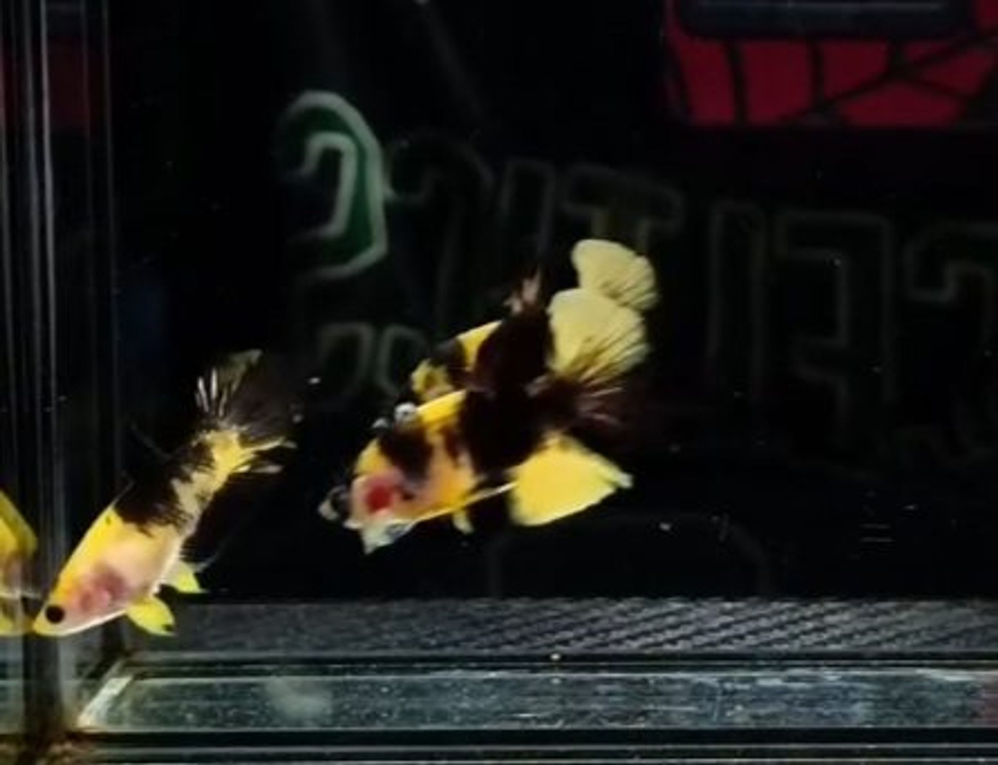 Bumble Bee Betta
