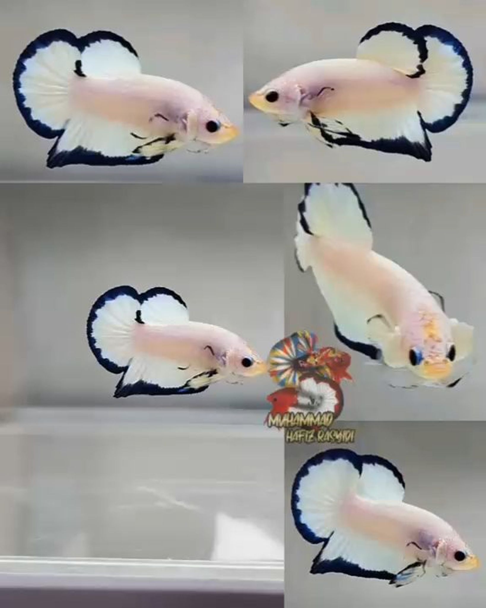 Butterfly BR Hmpk