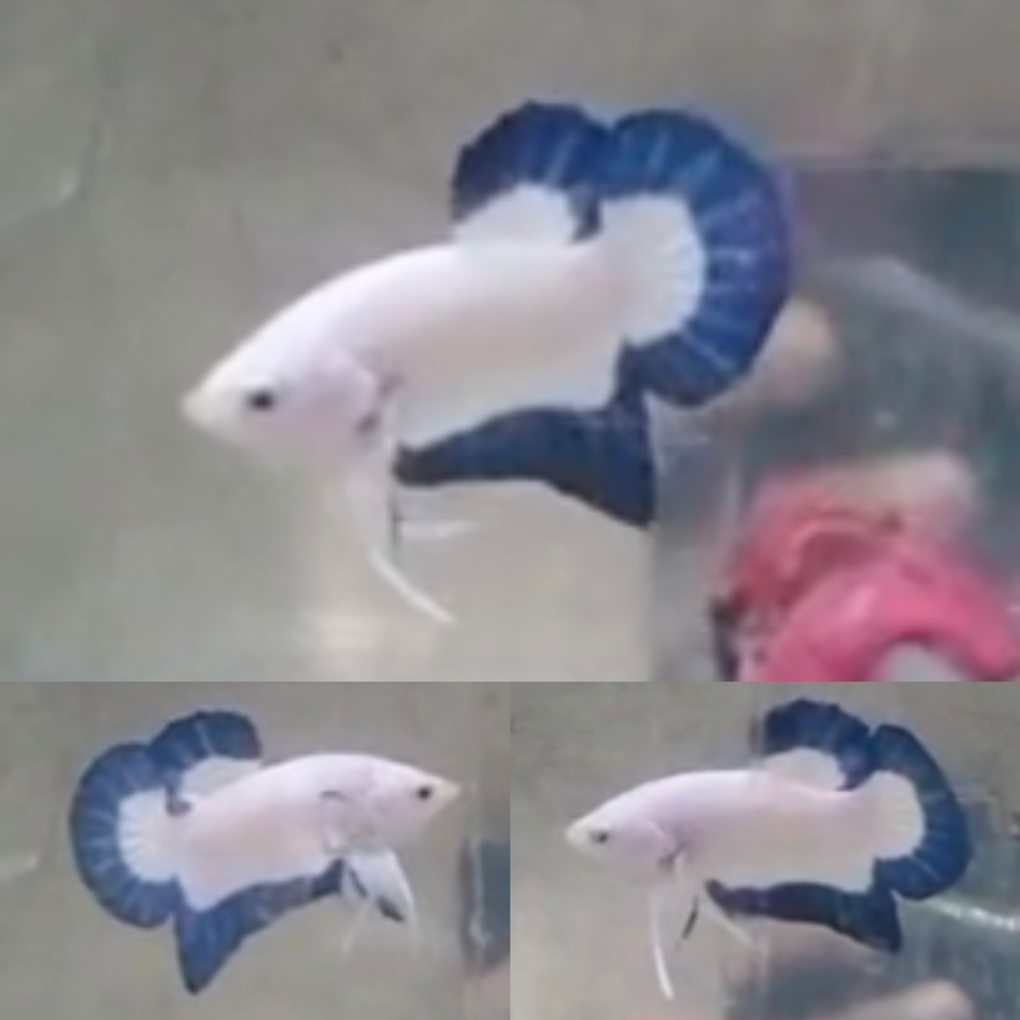 Butterfly Blue Rim HMPK Betta (Male)