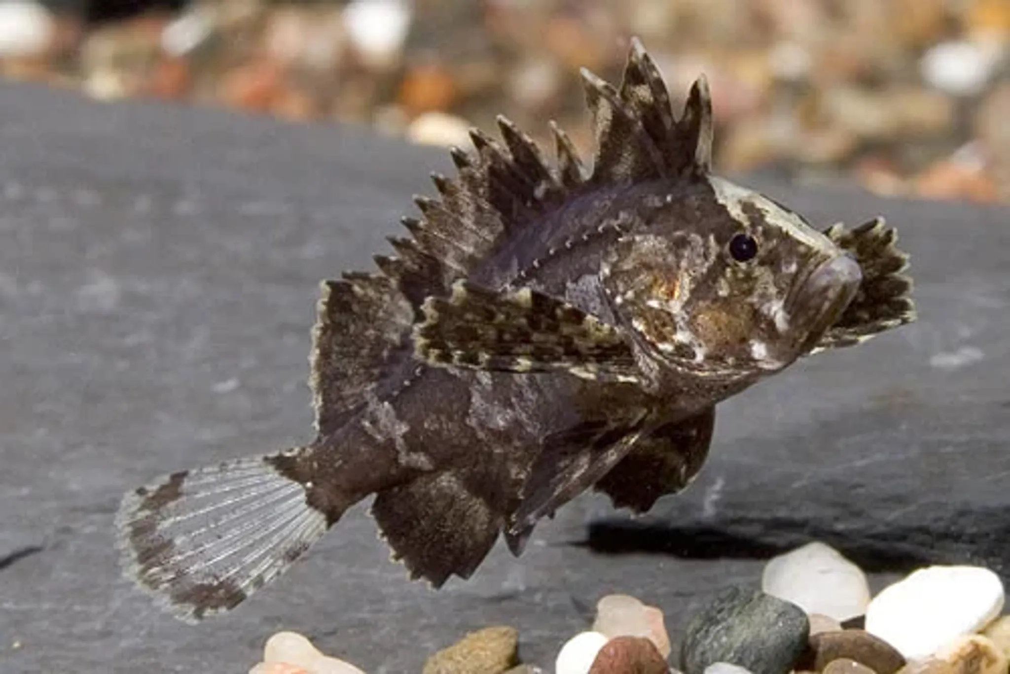 Butterfly Goby