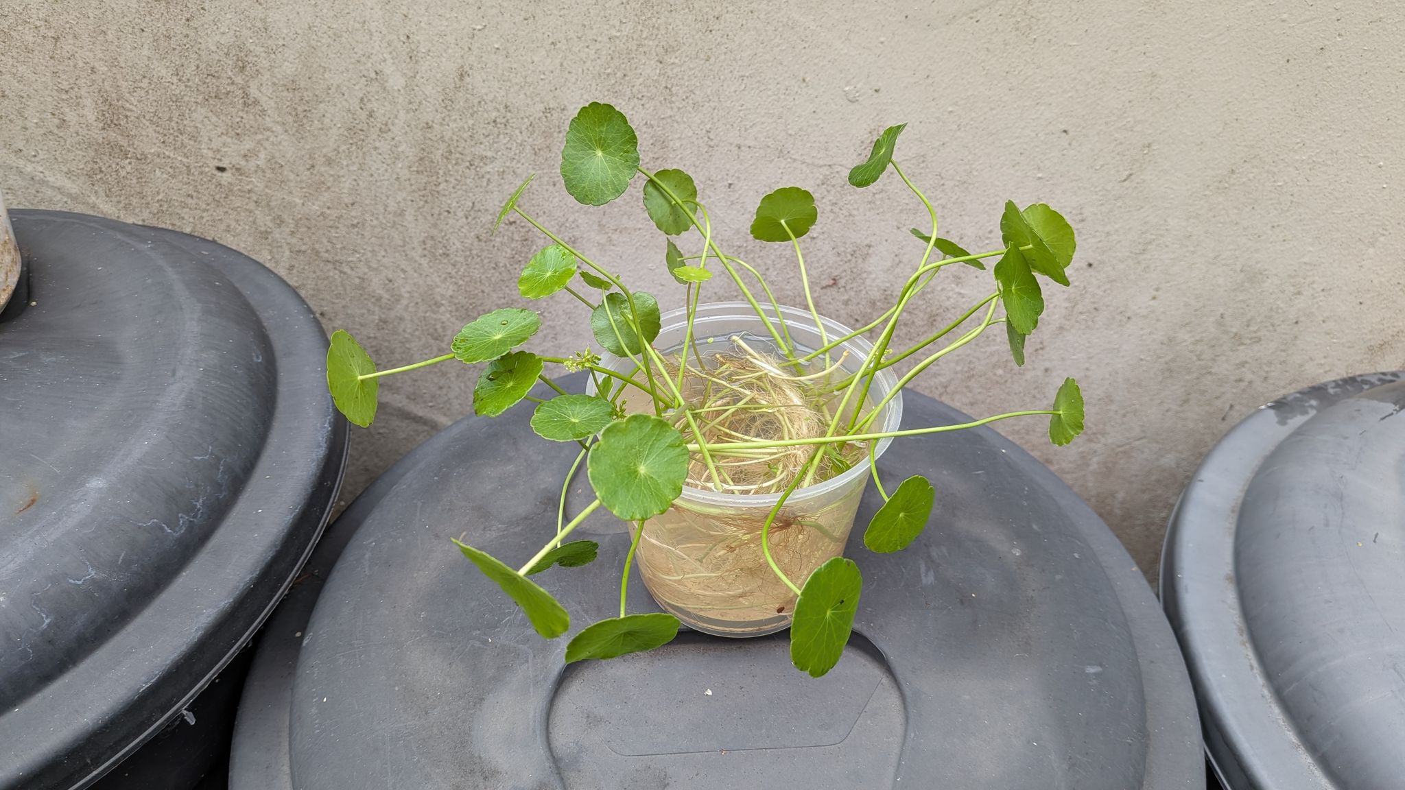 CNY plants : Healthy Pennyworts 铜钱草