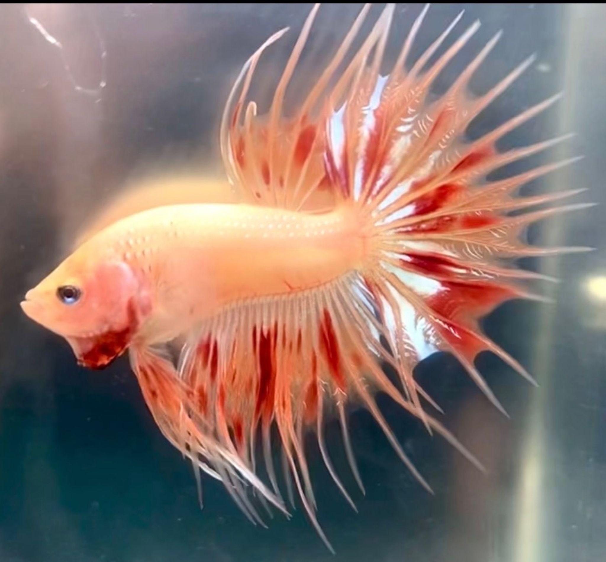 CROWNTAIL ARMAGEDDON RARE