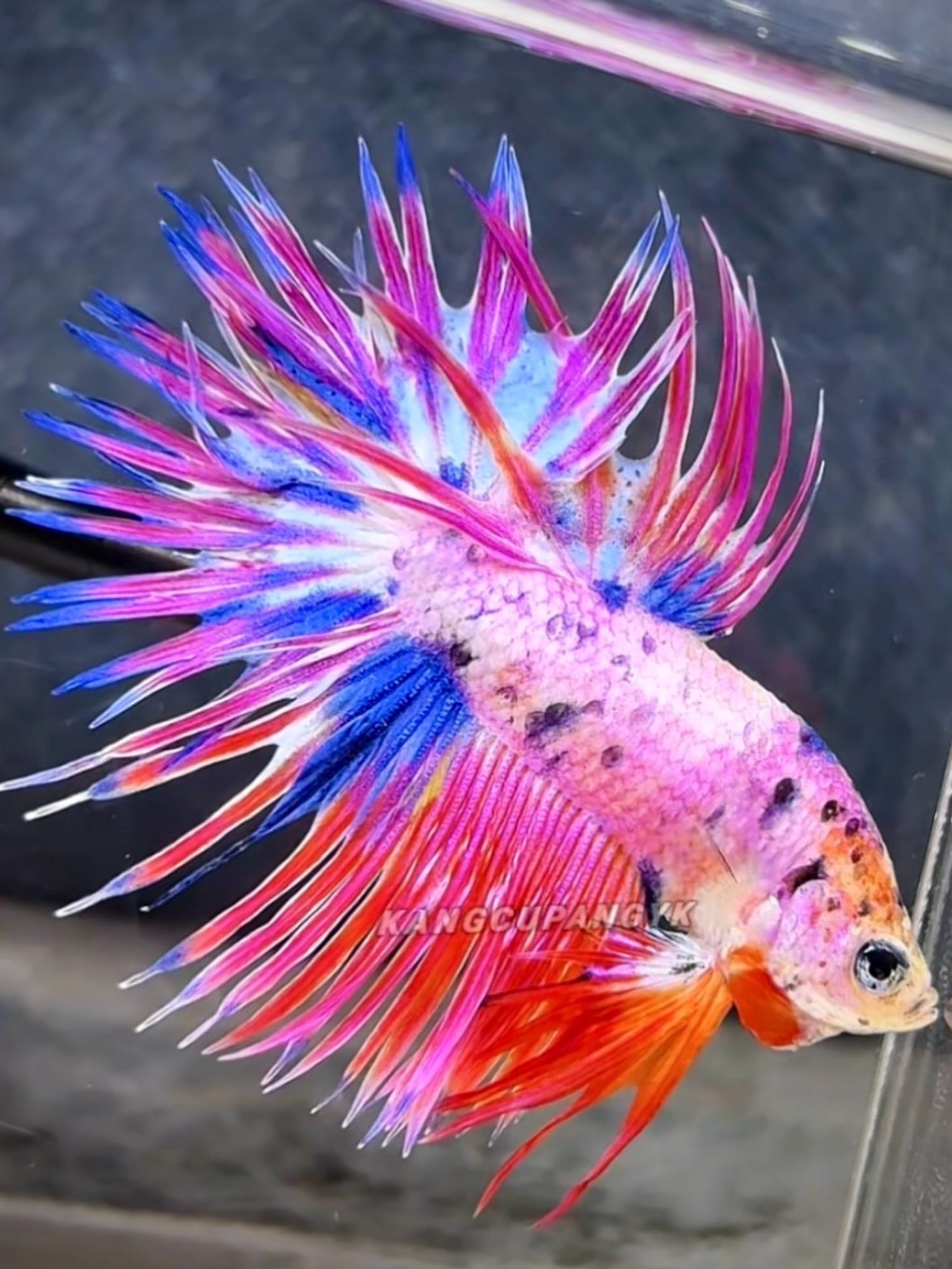 CT candy multicolor