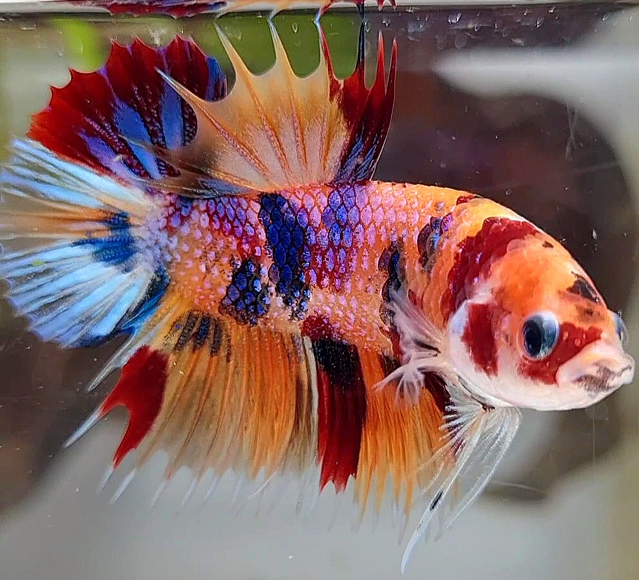 CTPK CROWNTAIL PLAKAT ORANGE CANDY MULTICOLOR