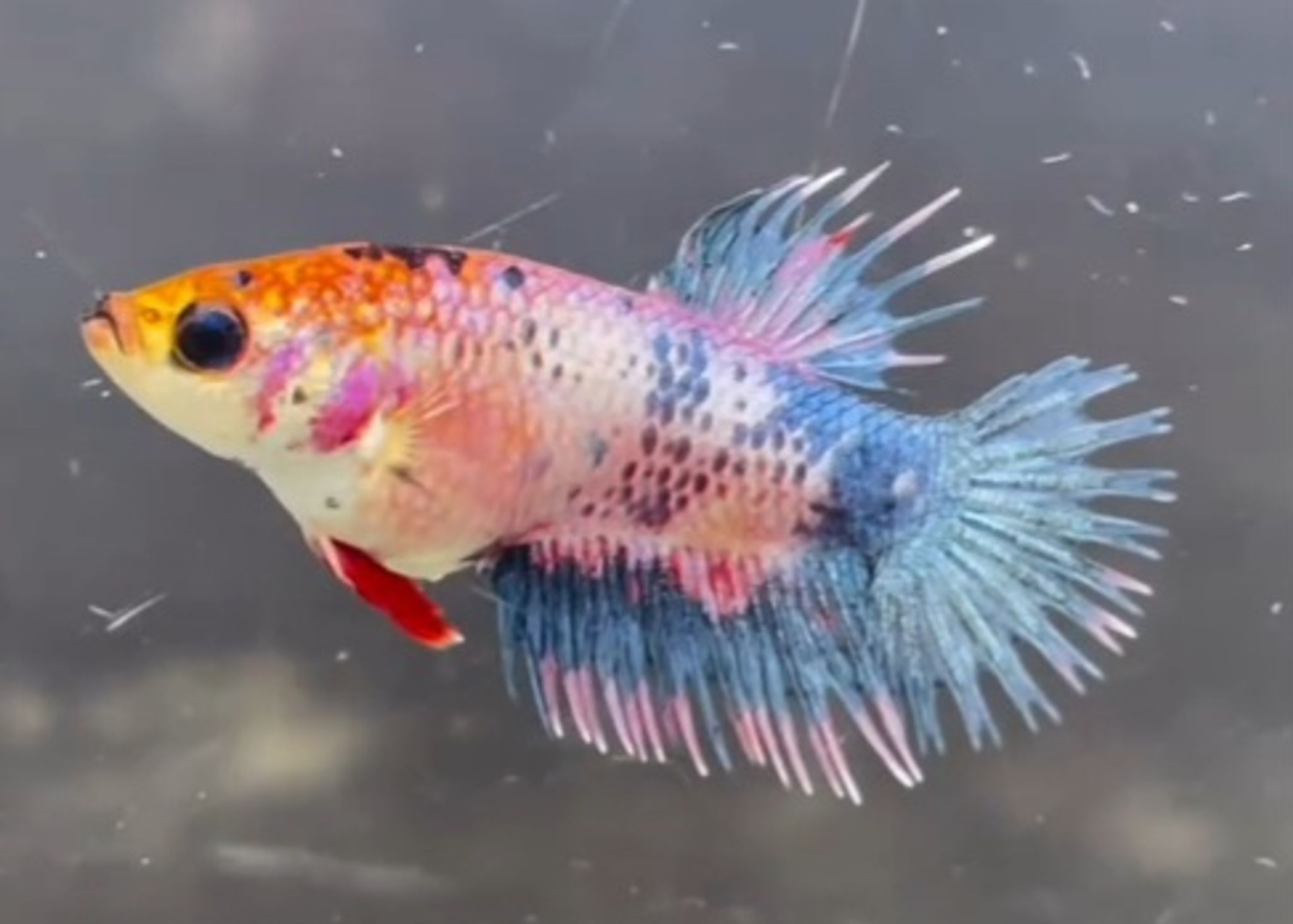 CTPK Multicolor