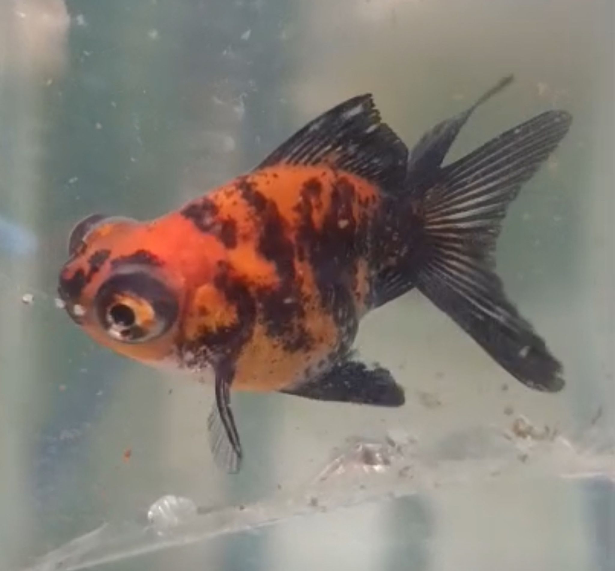 Calico Moor Goldfish
