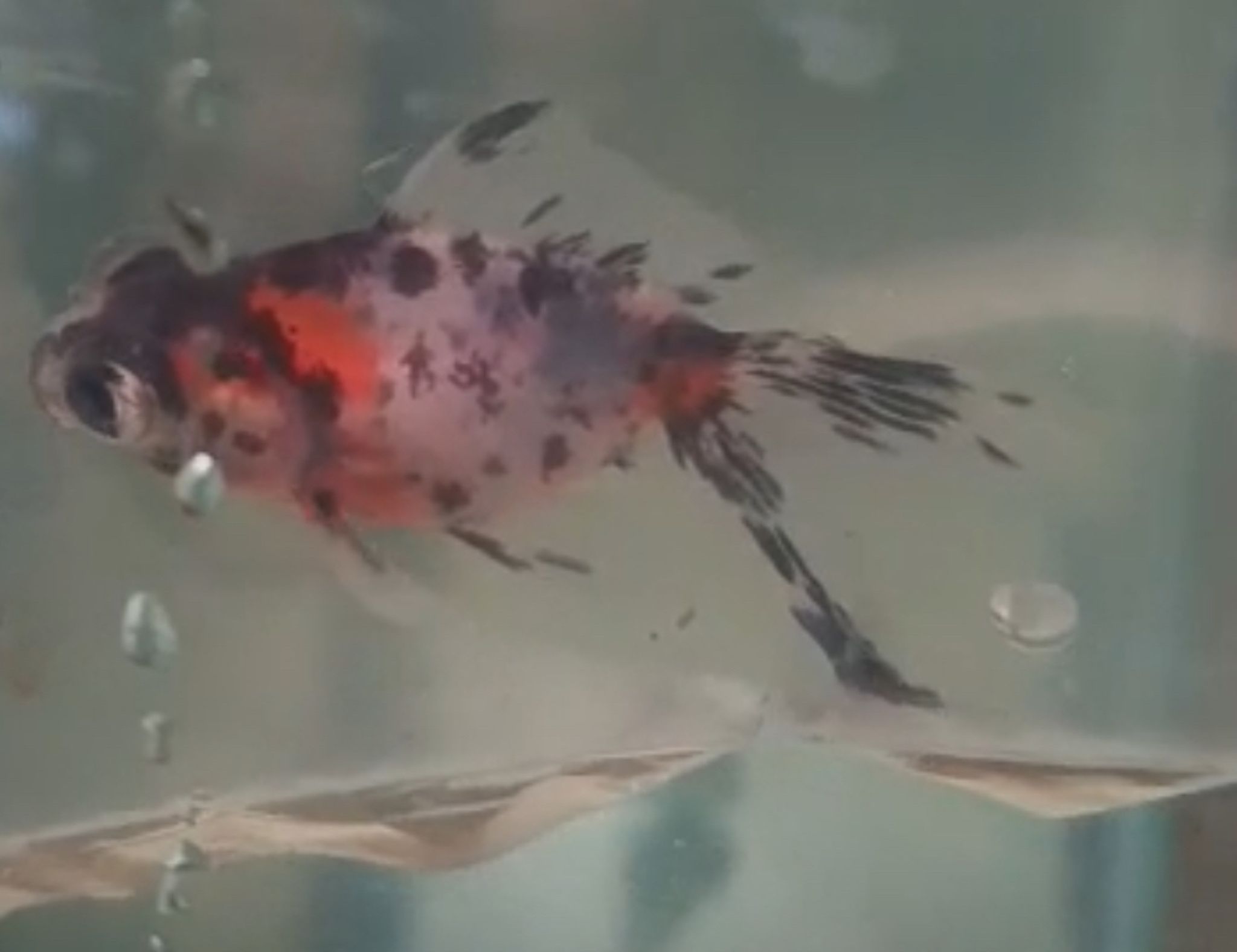 Calico Moor Goldfish