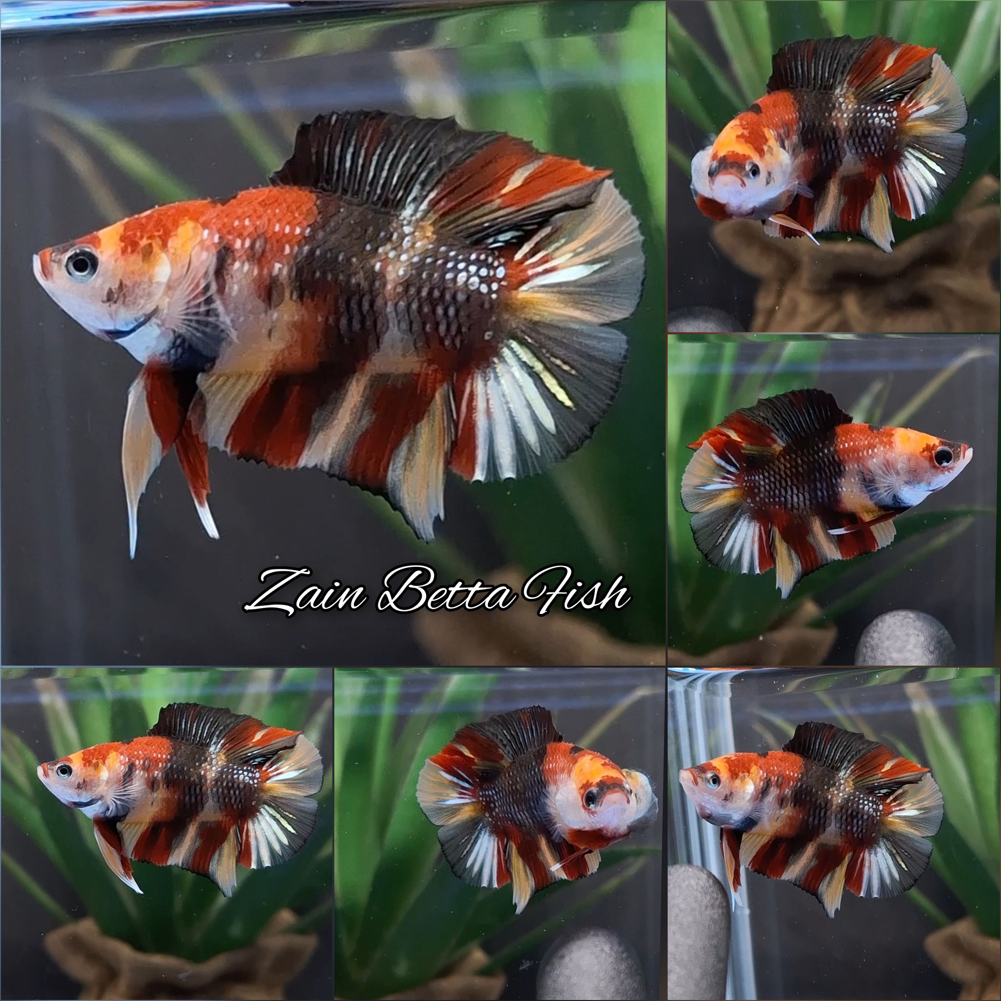 Candy Koi Copper Double Tail Betta Fish Male