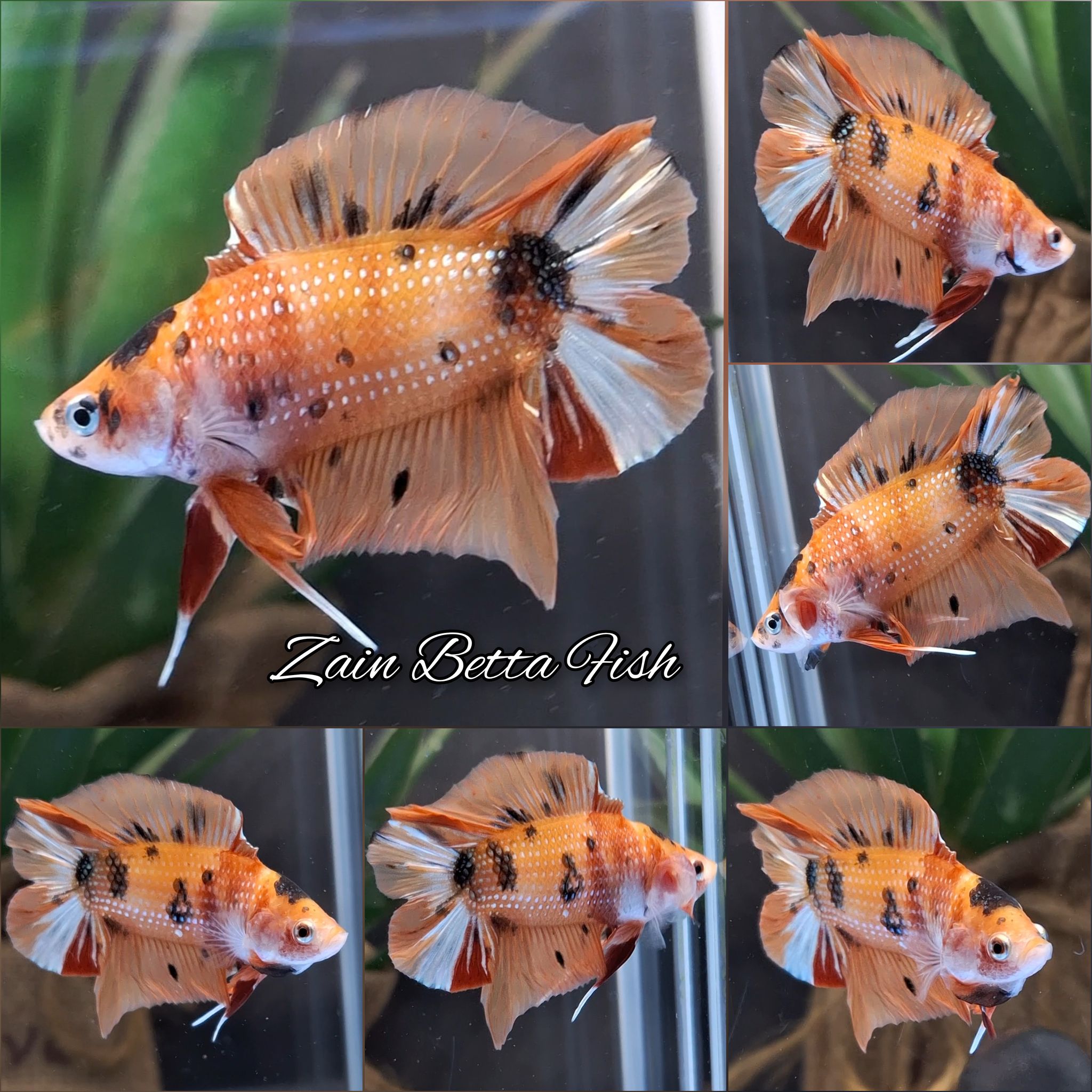 Candy Koi Copper Double Tail Betta Fish Male