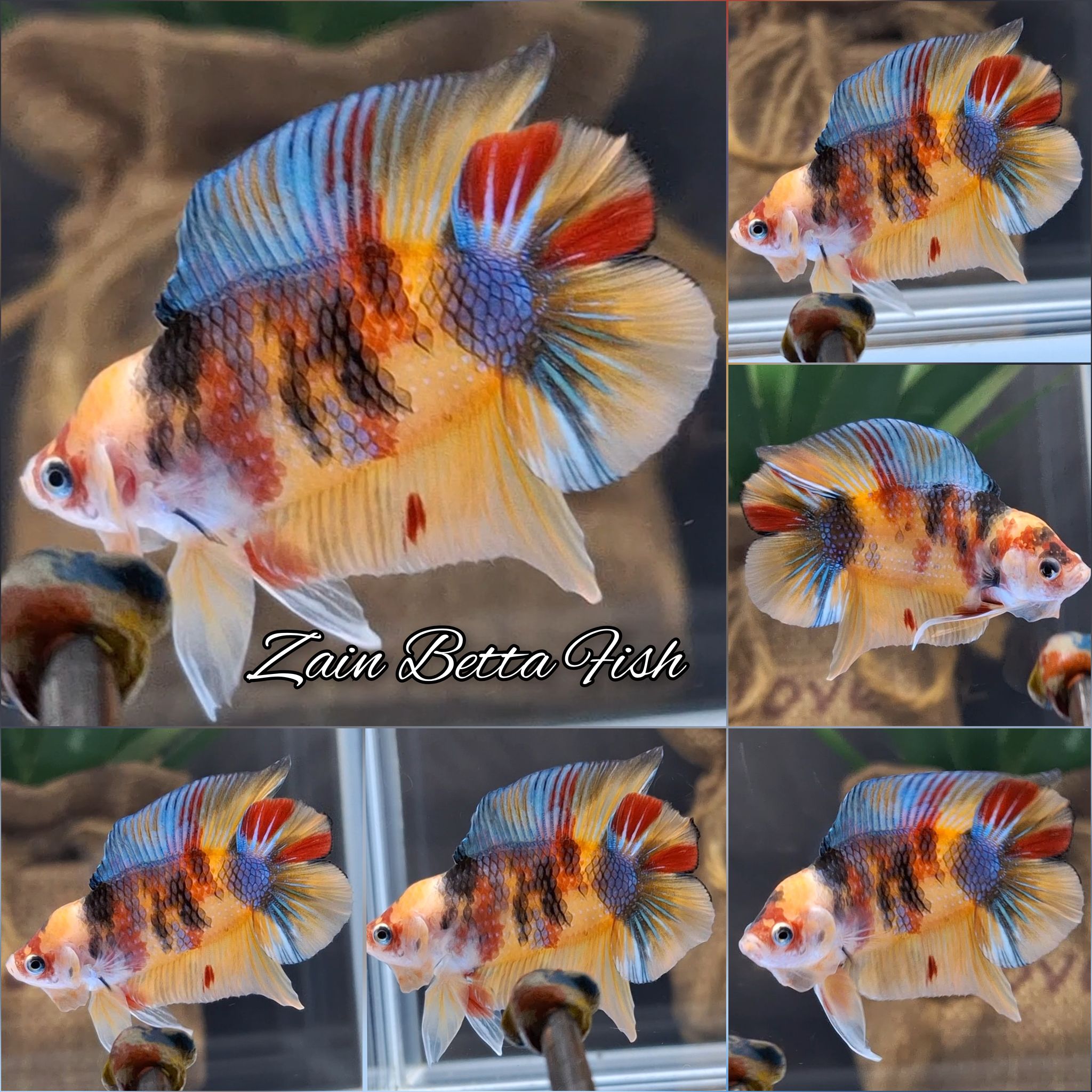 Candy Koi Double Tail Betta Fish Male