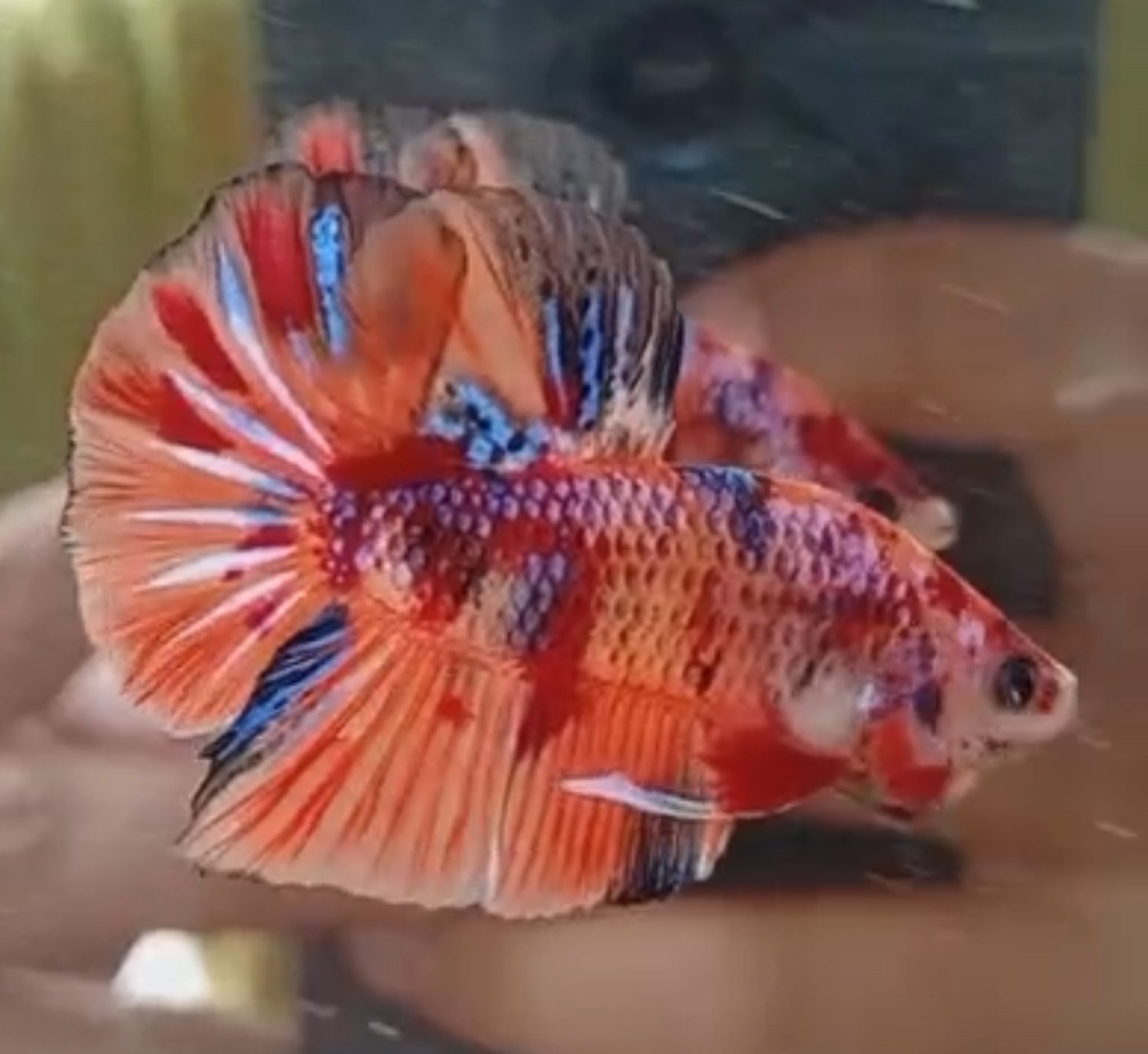 Candy Plakat Betta
