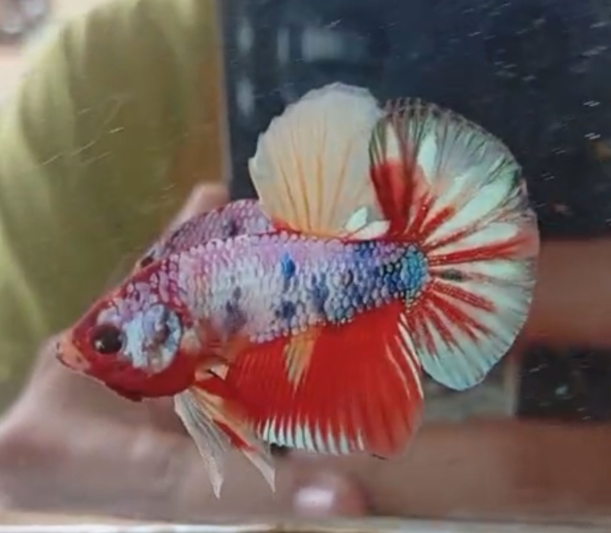 Candy Plakat Betta