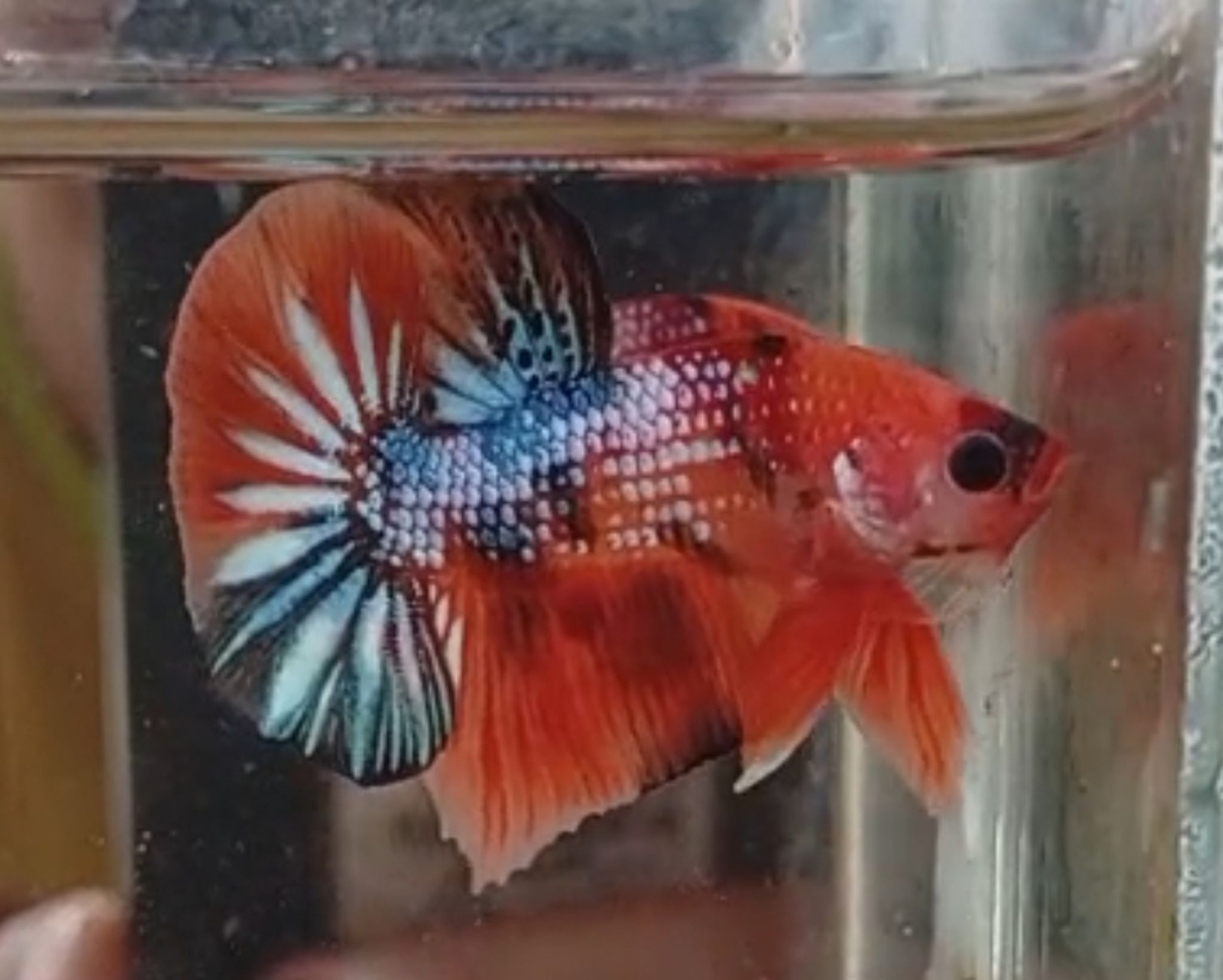 Candy Plakat Betta