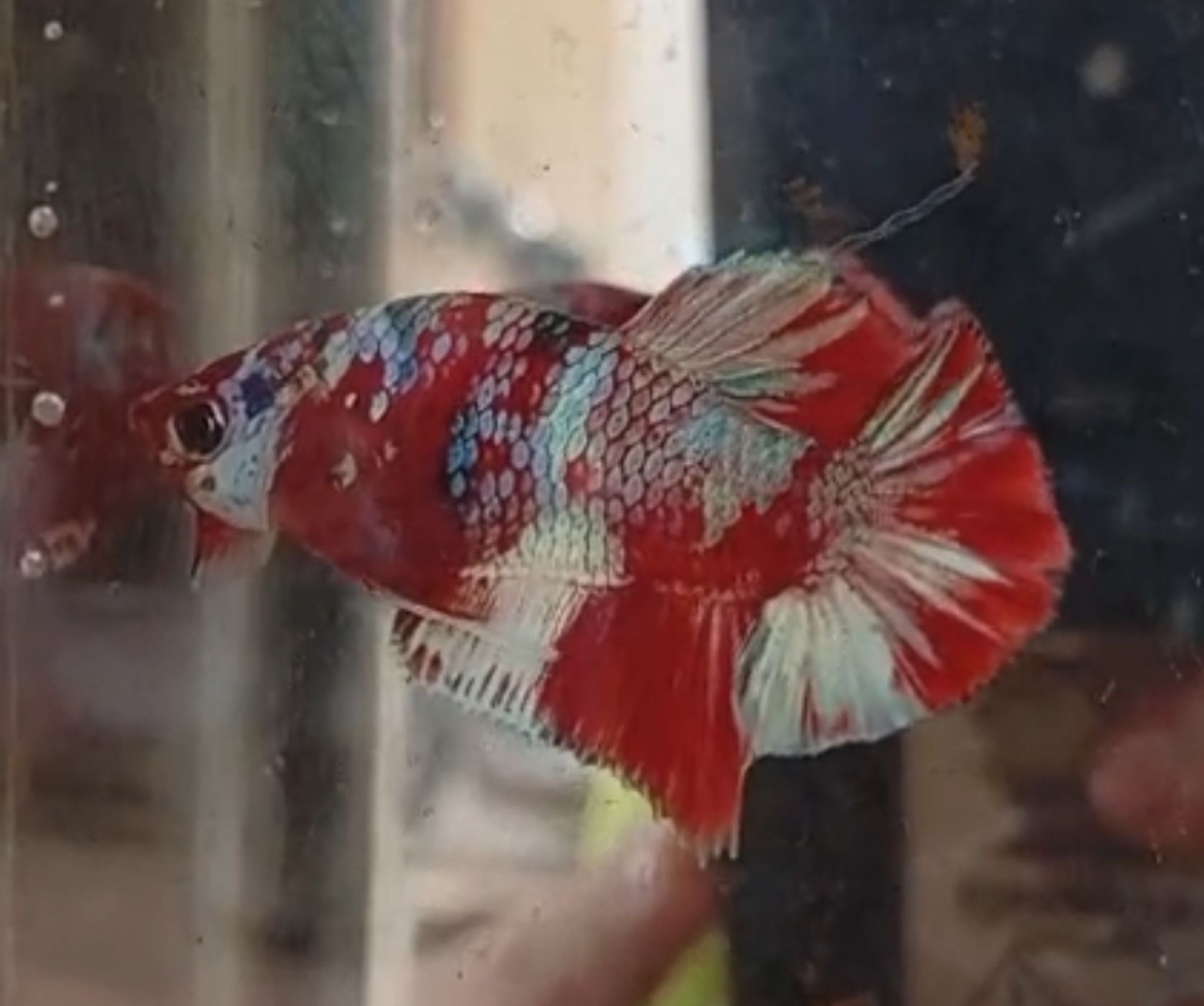 Candy Plakat Betta