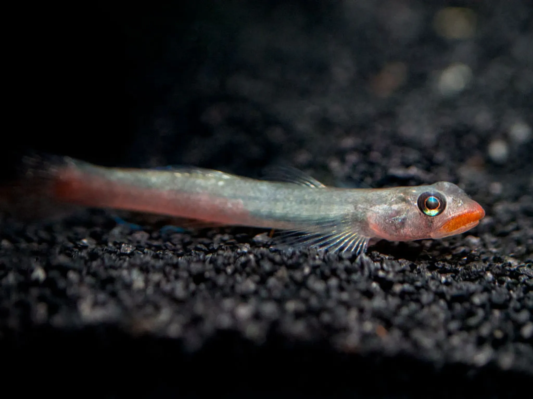 Candy Red Goby