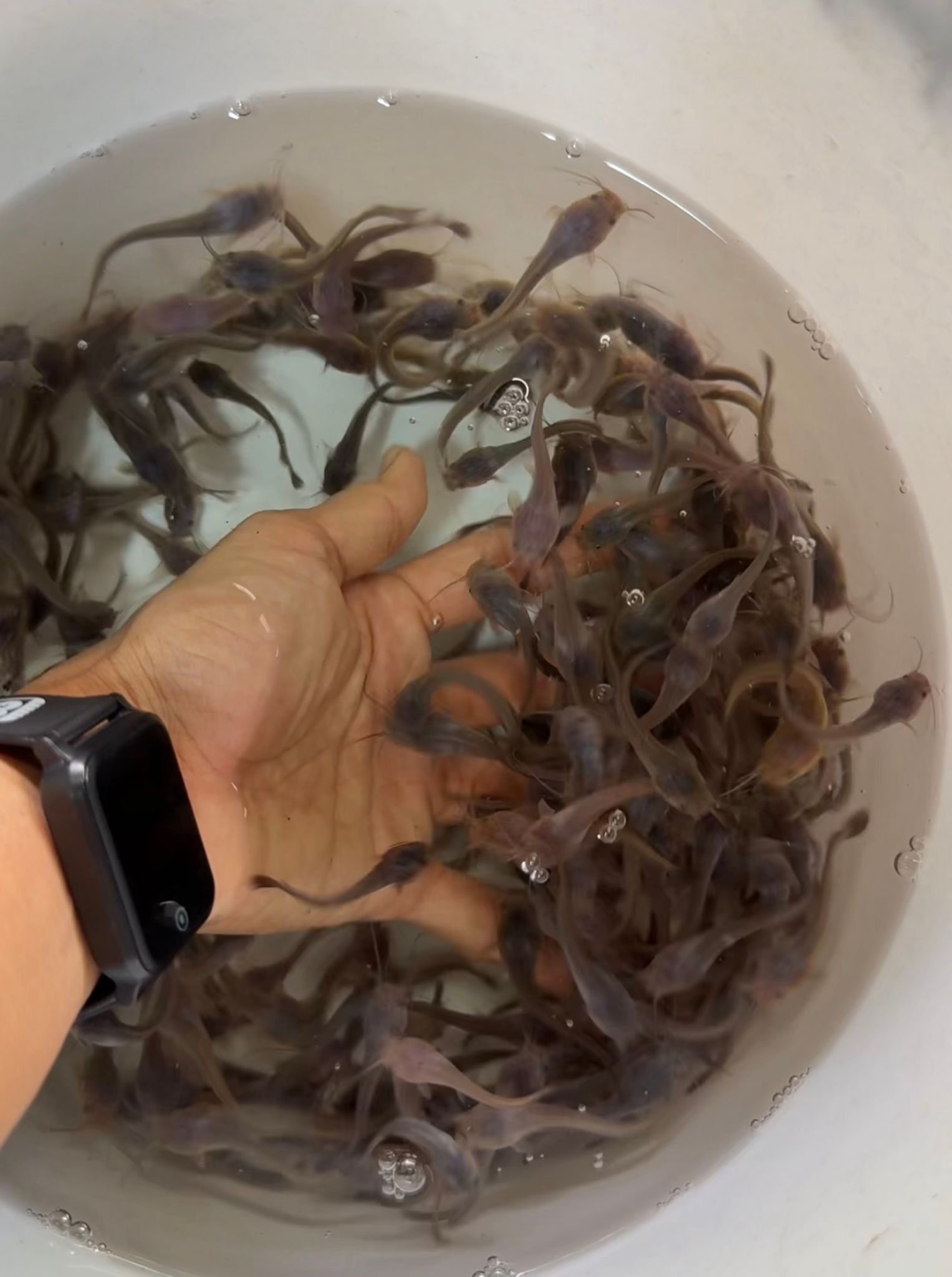 Catfish (2 inch roughly)