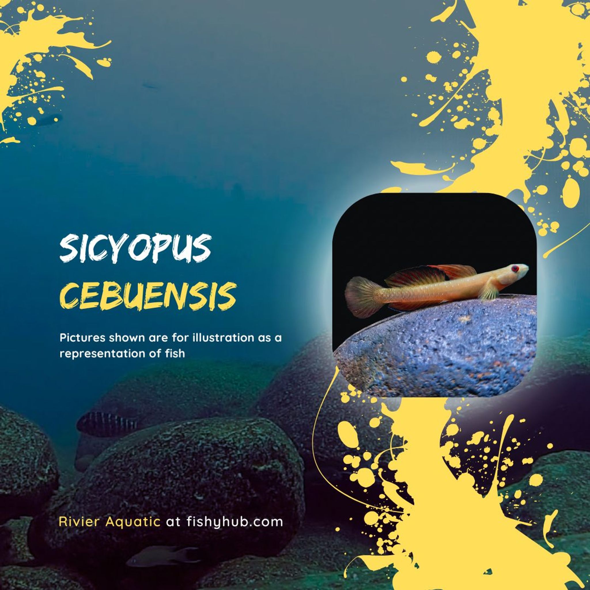 Cebu Orange Tail Goby (Sicyopus Cebuensis)