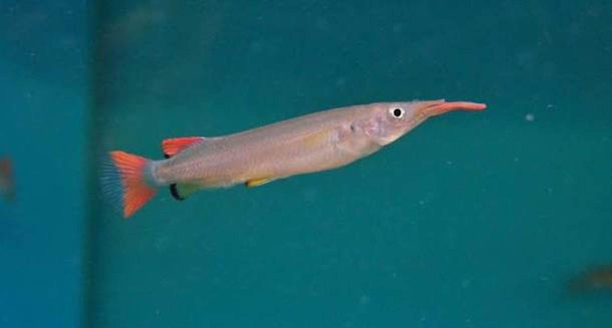 Celebes Halfbeak