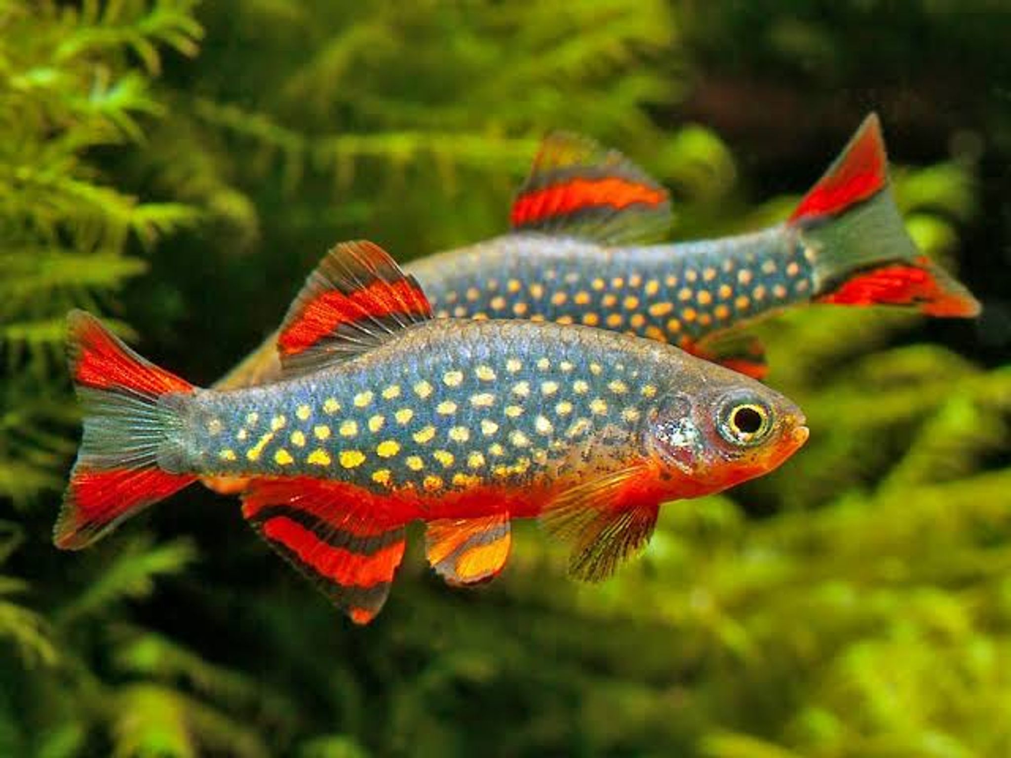 Celestial Pearl Danio Galaxy