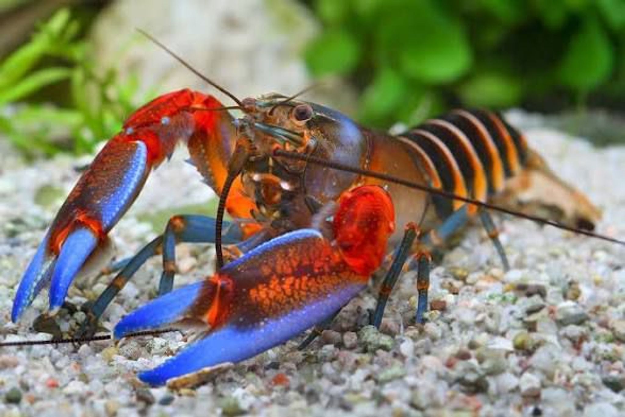 Cerax Crayfish