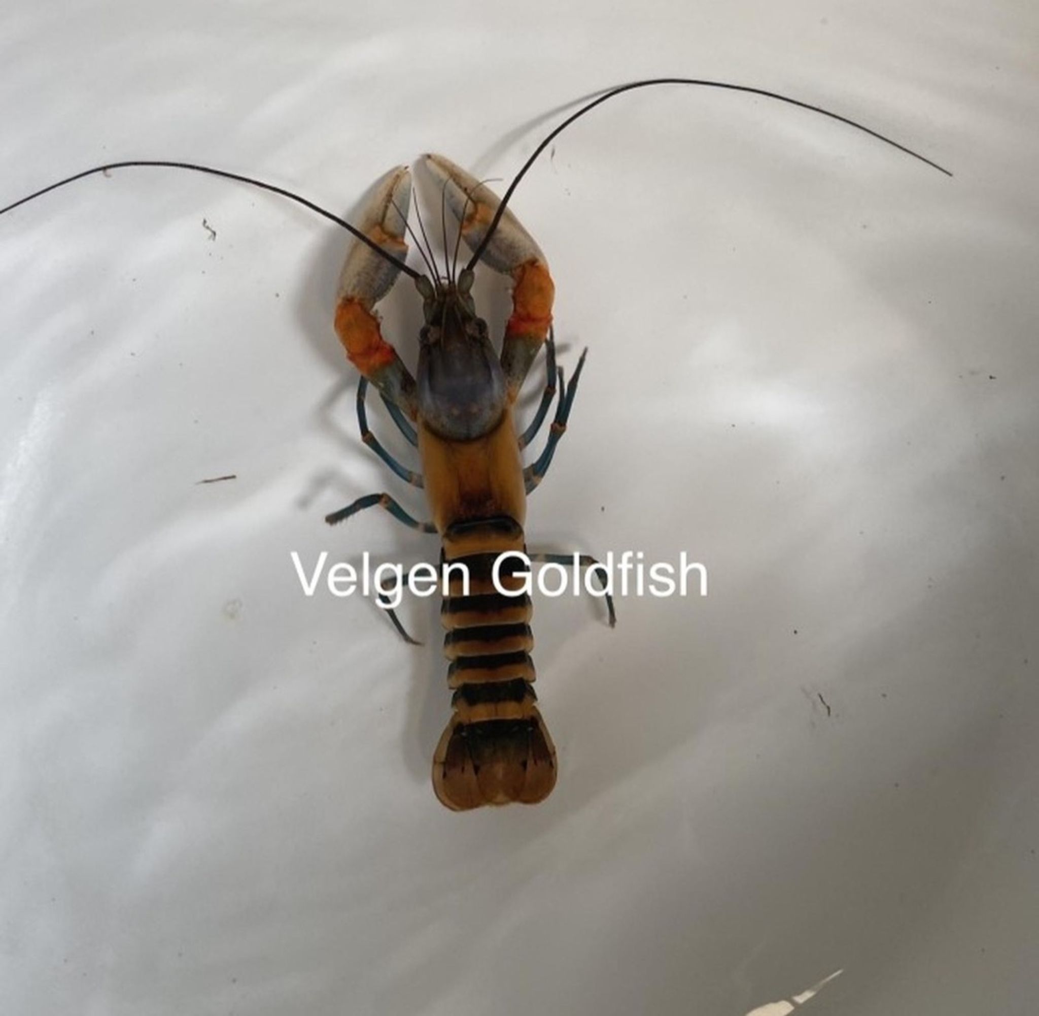Cerax Crayfish