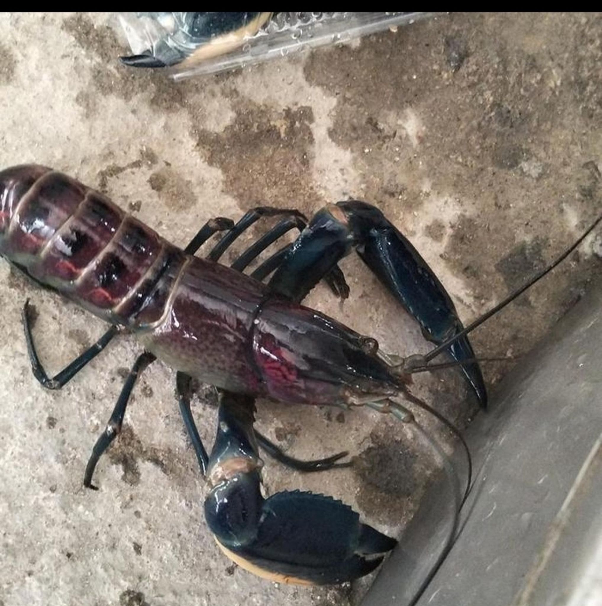 Cerax Crayfish