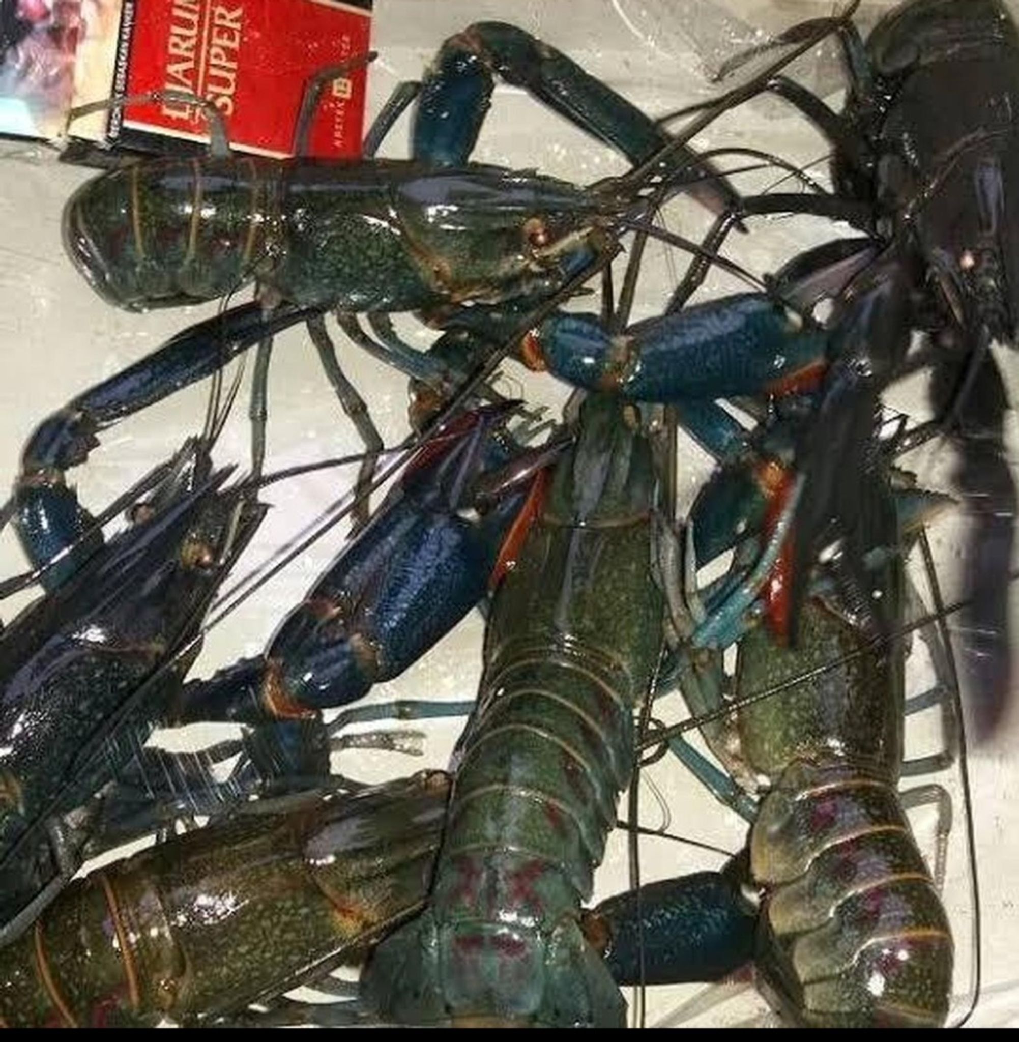 Cerax Crayfish