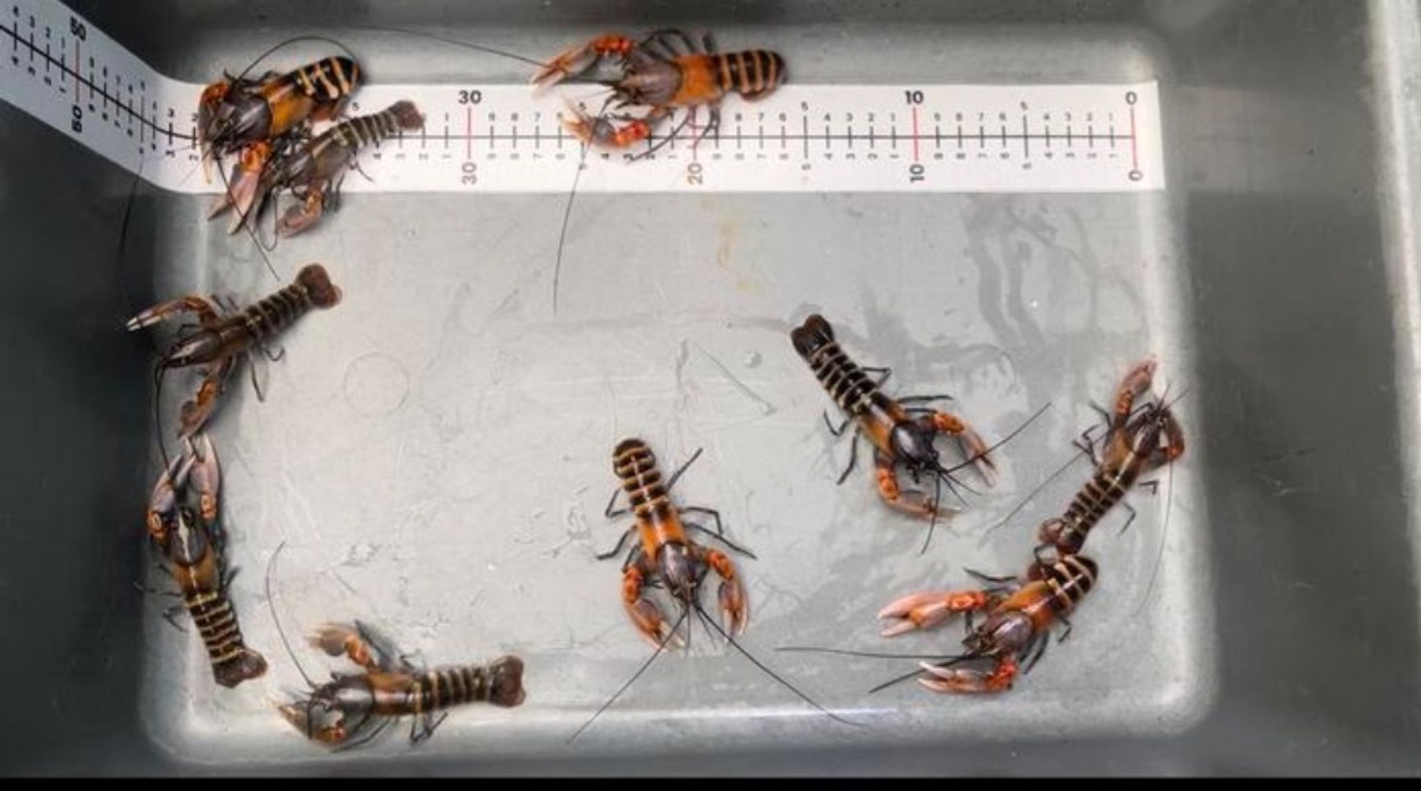 Cerax Crayfish