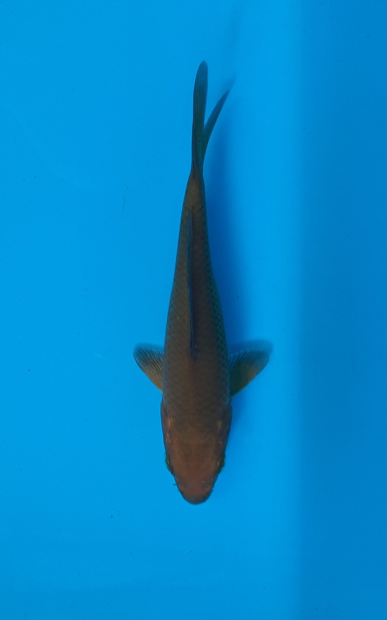 Chagoi Koi