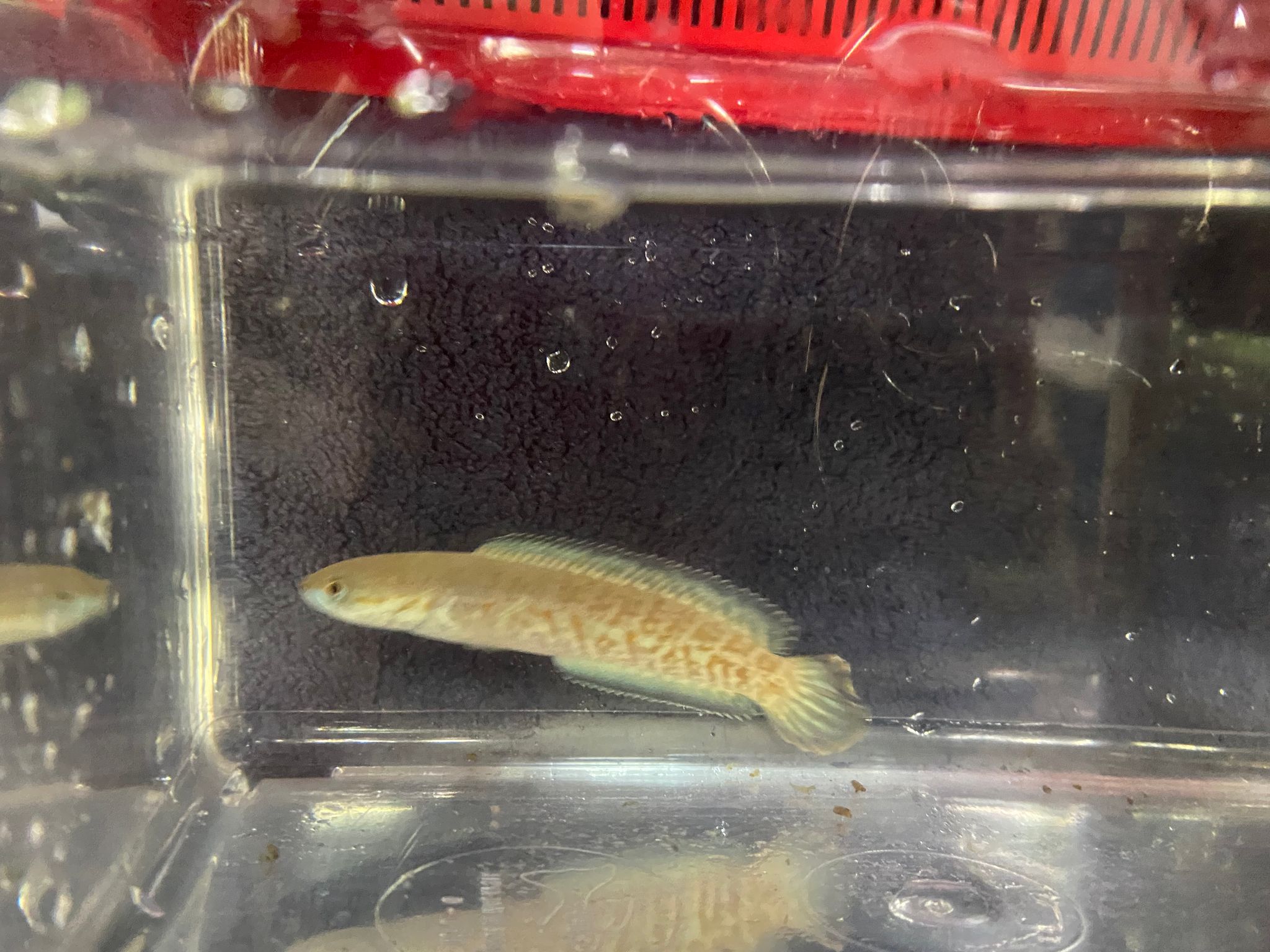 Channa Andrao (blue bleheri) (3 Inch)