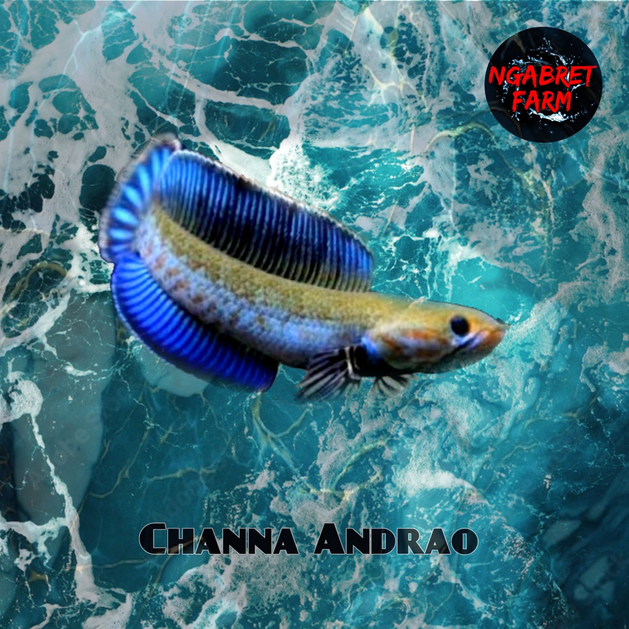 Channa Andrao Grade A