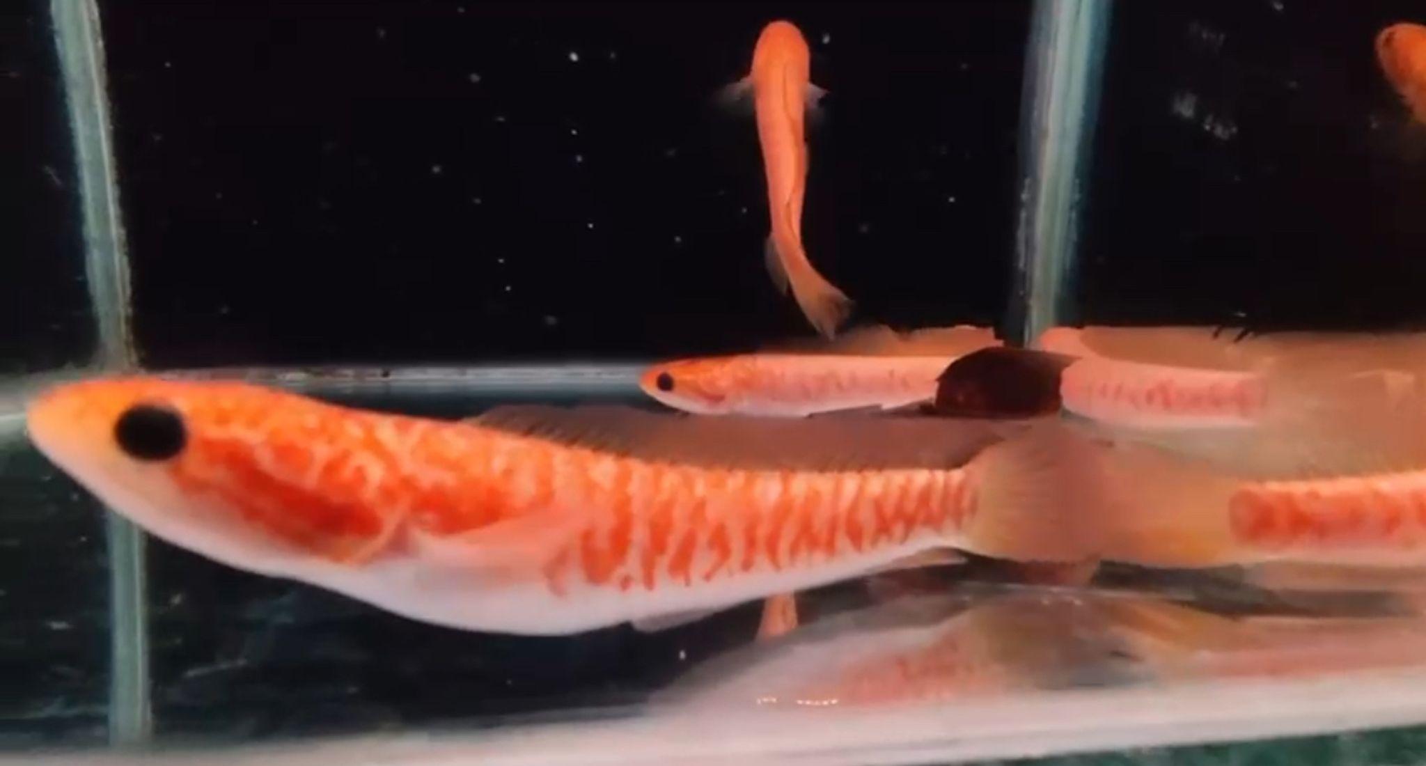 Channa Asiatica Golden Xanthic