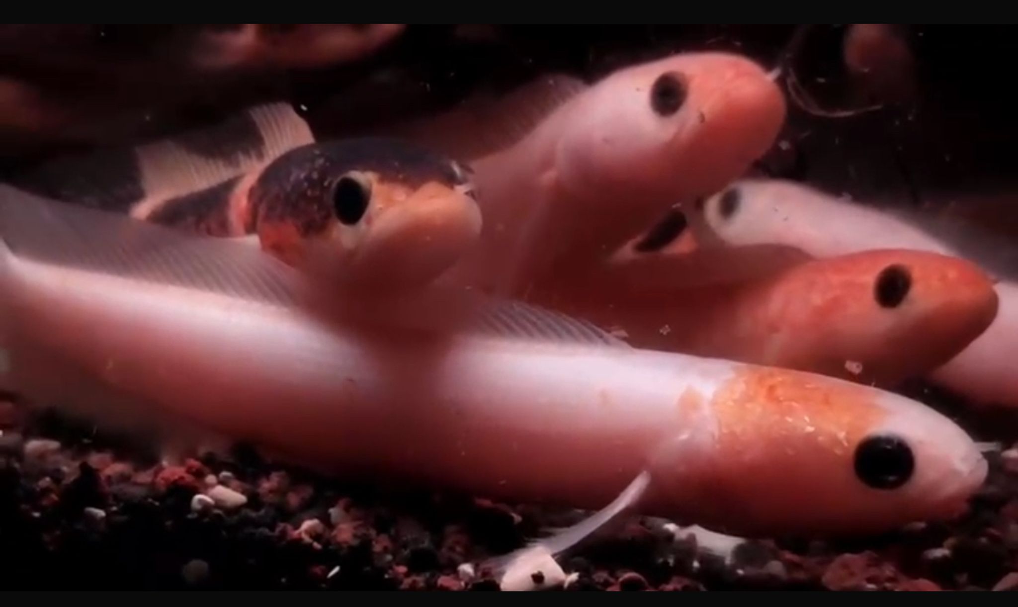 Channa Asiatica Calico