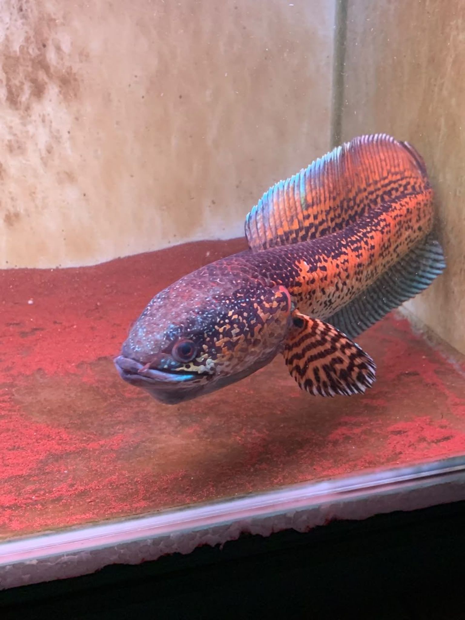 Channa Auranti Captive Breed Highfin
