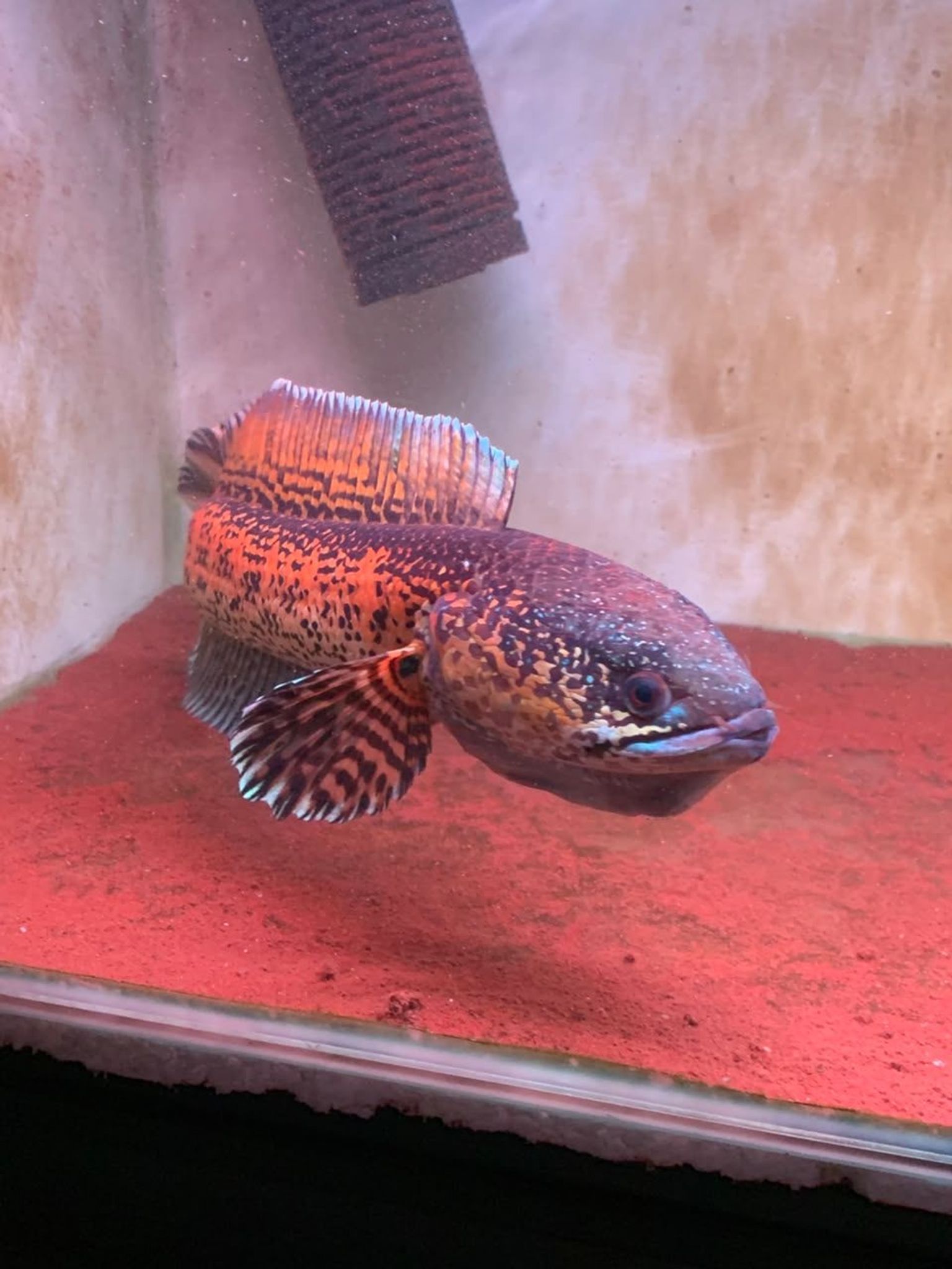 Channa Auranti Captive Breed Highfin