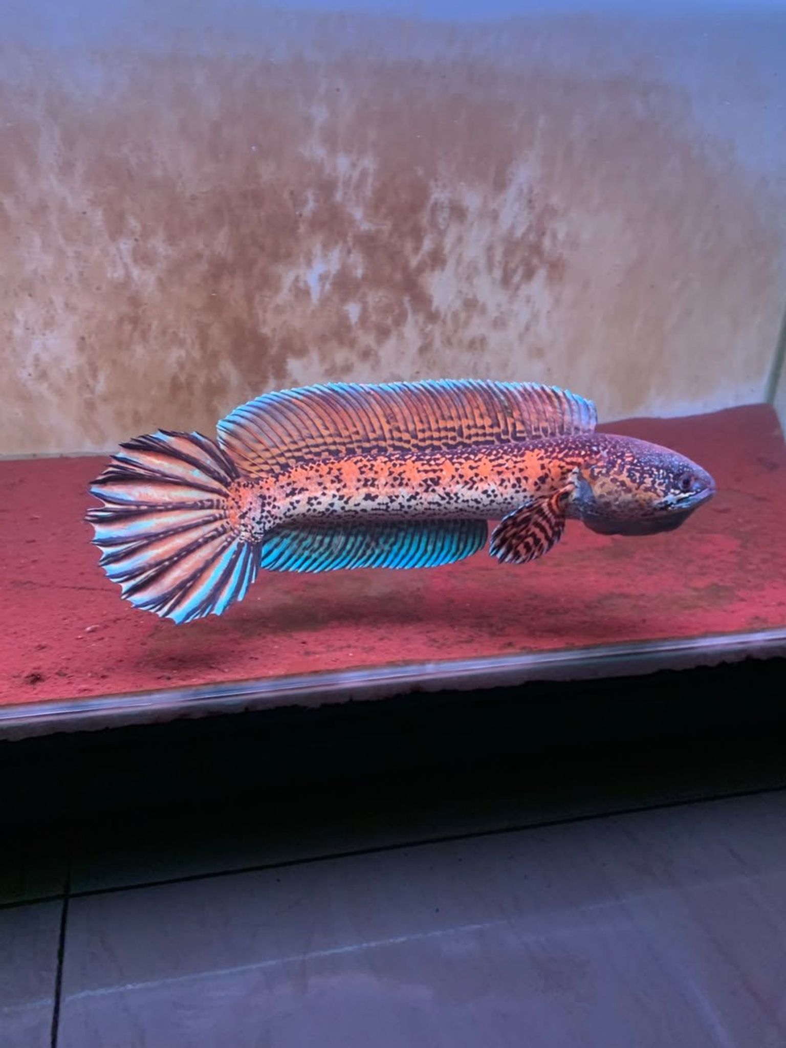 Channa Auranti Captive Breed Highfin