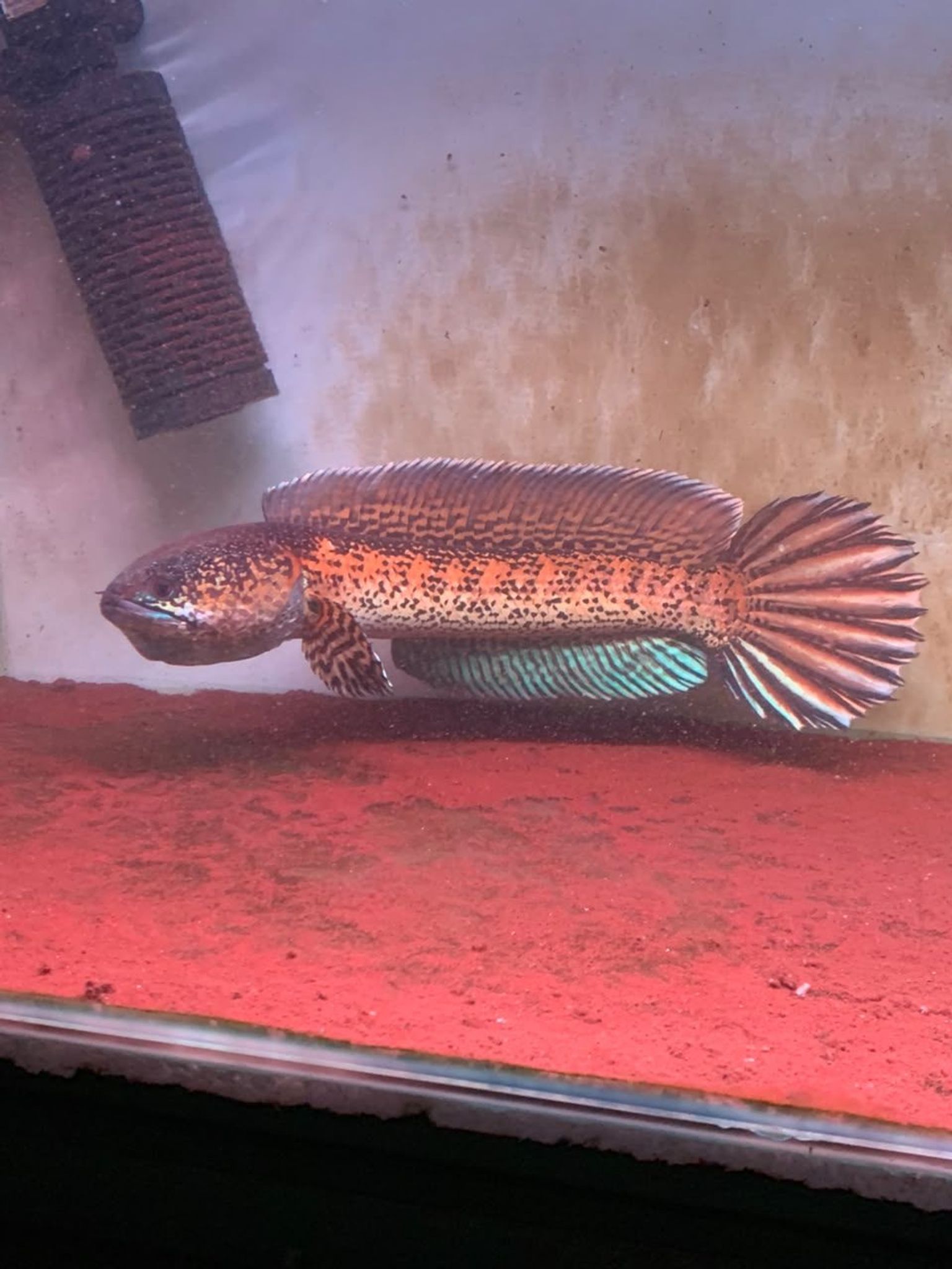 Channa Auranti Captive Breed Highfin