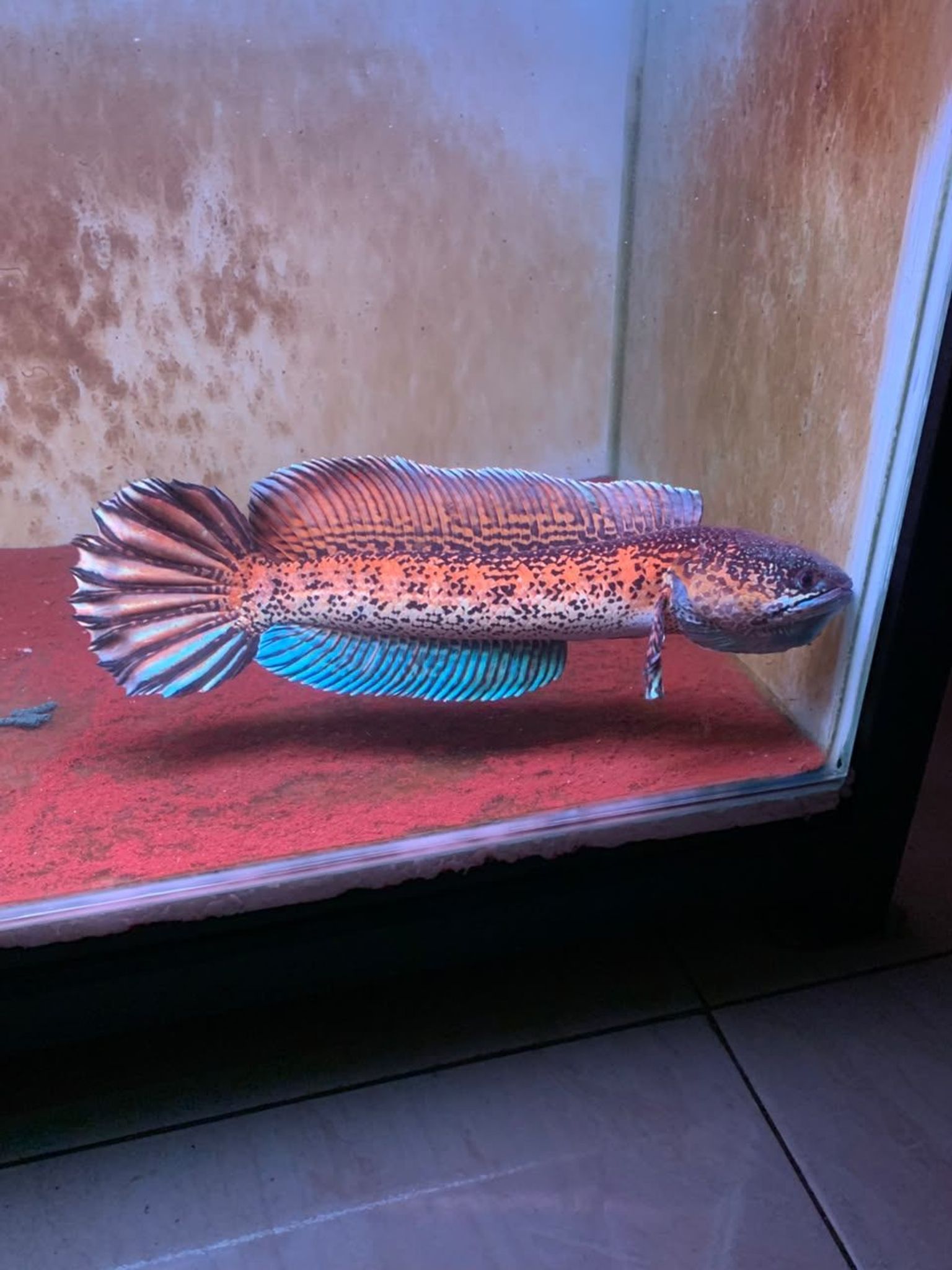 Channa Auranti Captive Breed Highfin