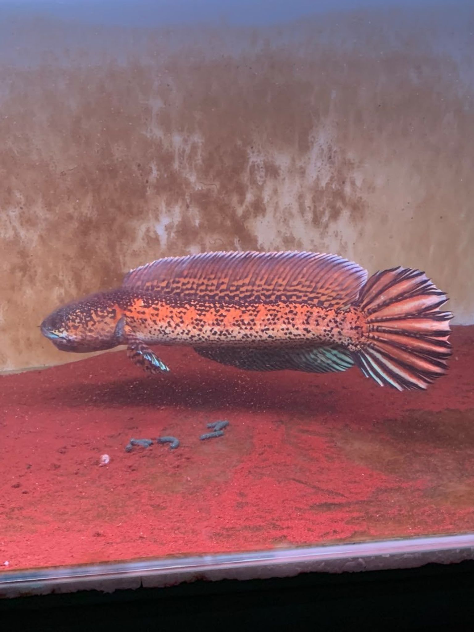 Channa Auranti Captive Breed Highfin