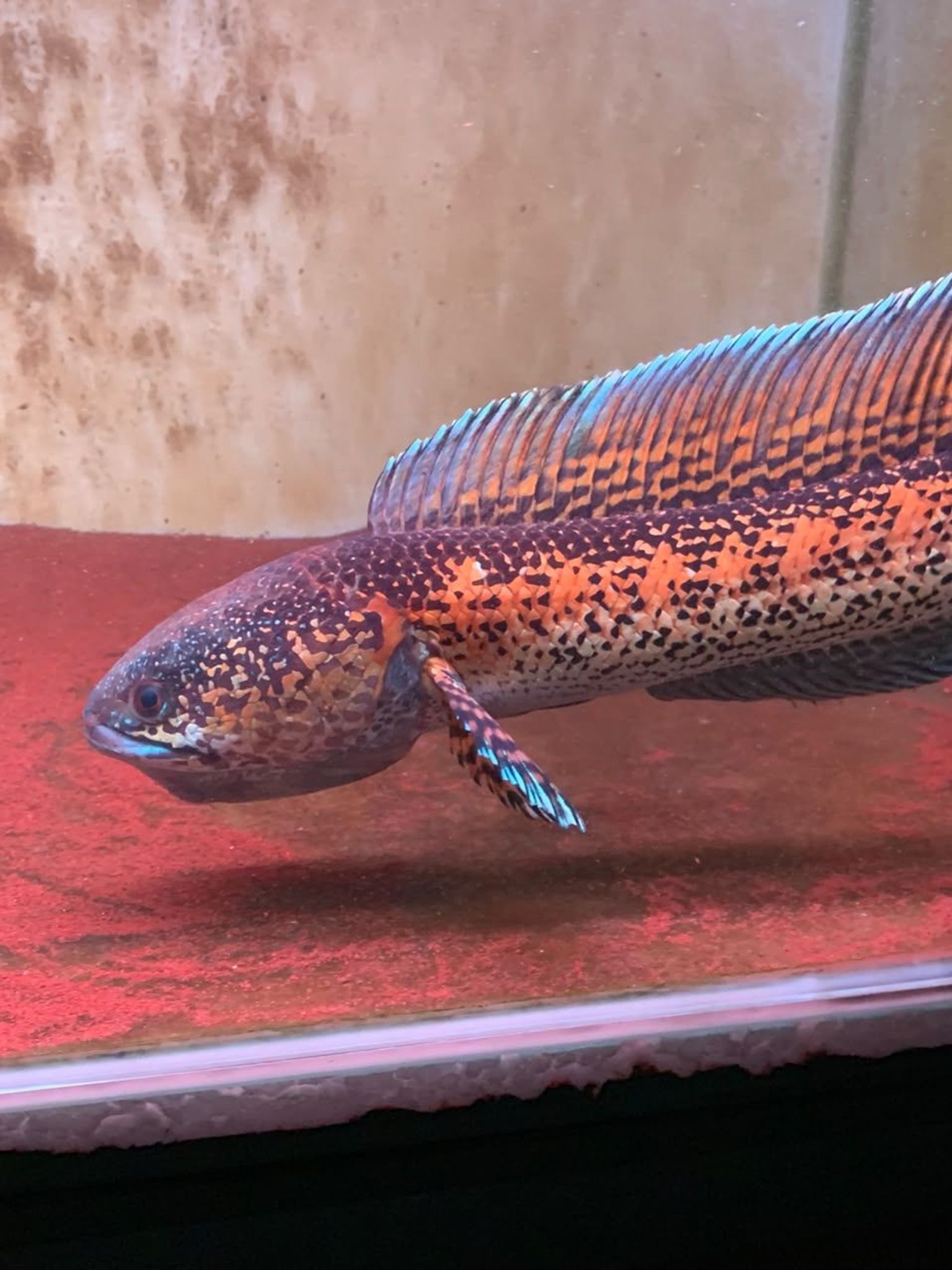 Channa Auranti Captive Breed Highfin