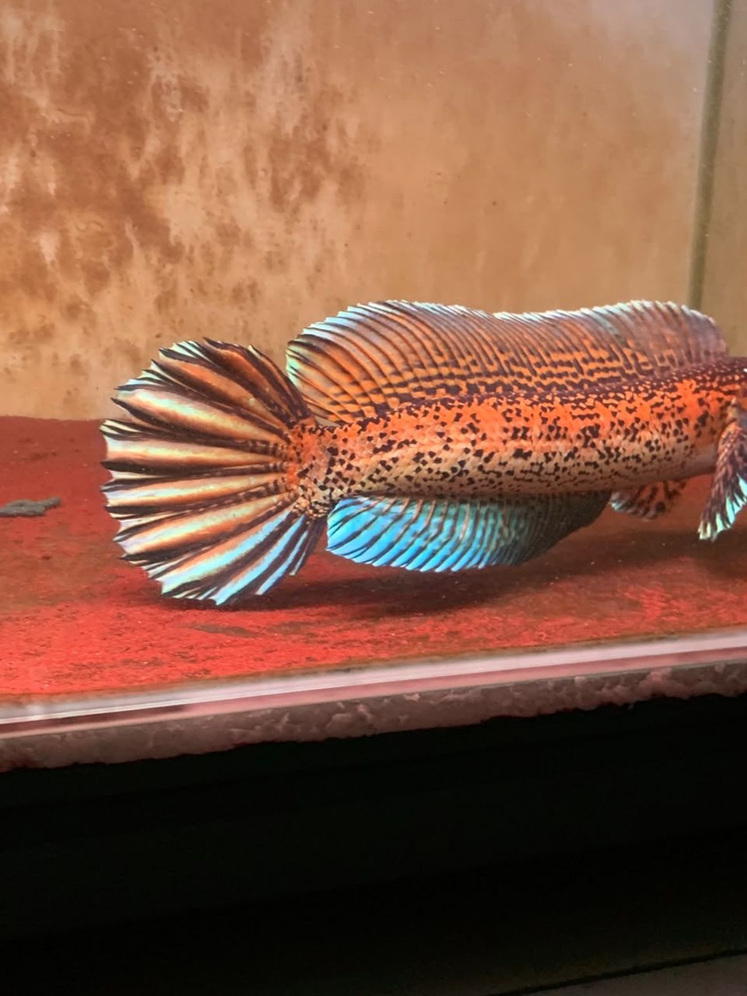 Channa Auranti Captive Breed Highfin