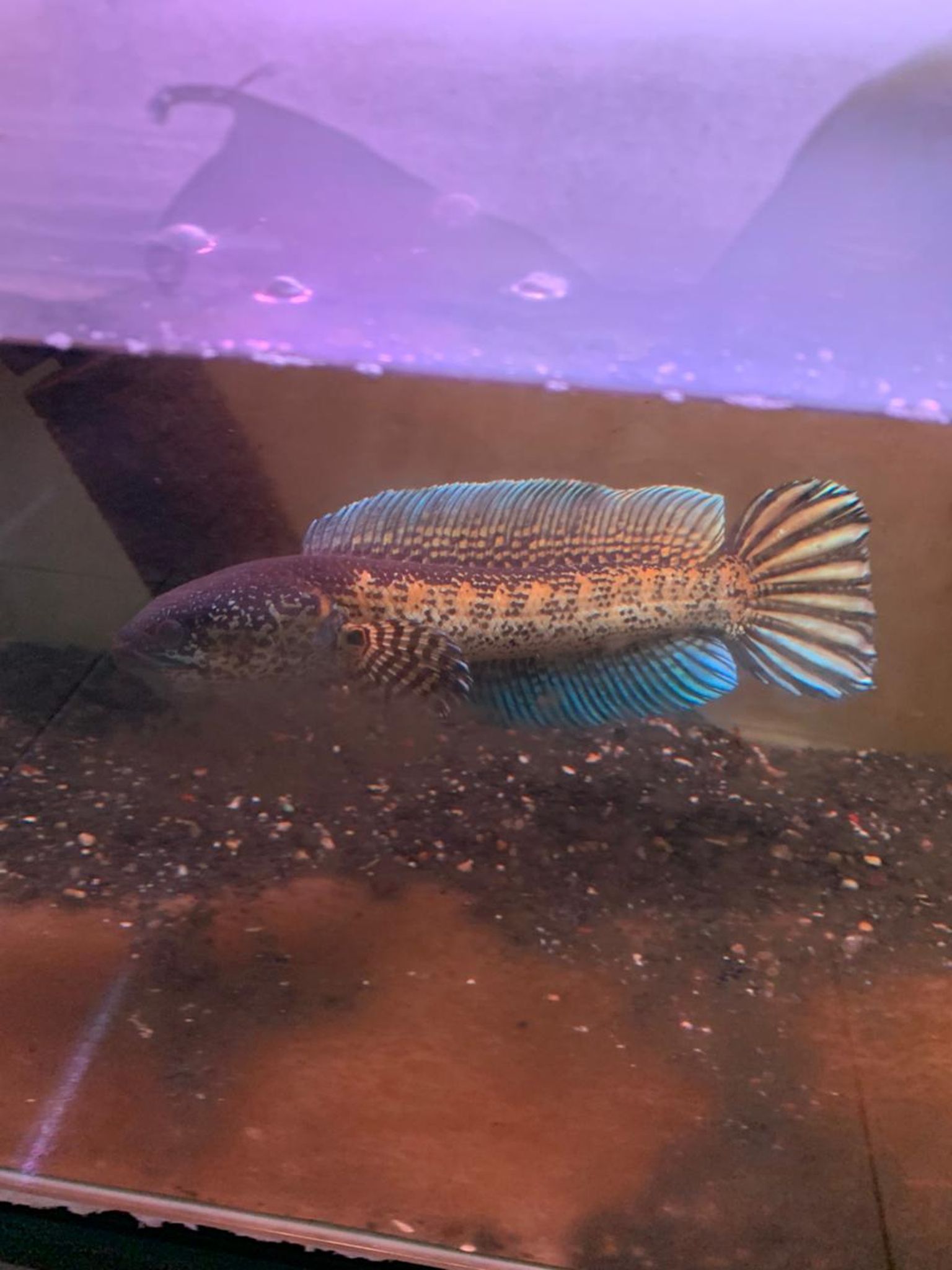 Channa Auranti Captive Breed Highfin