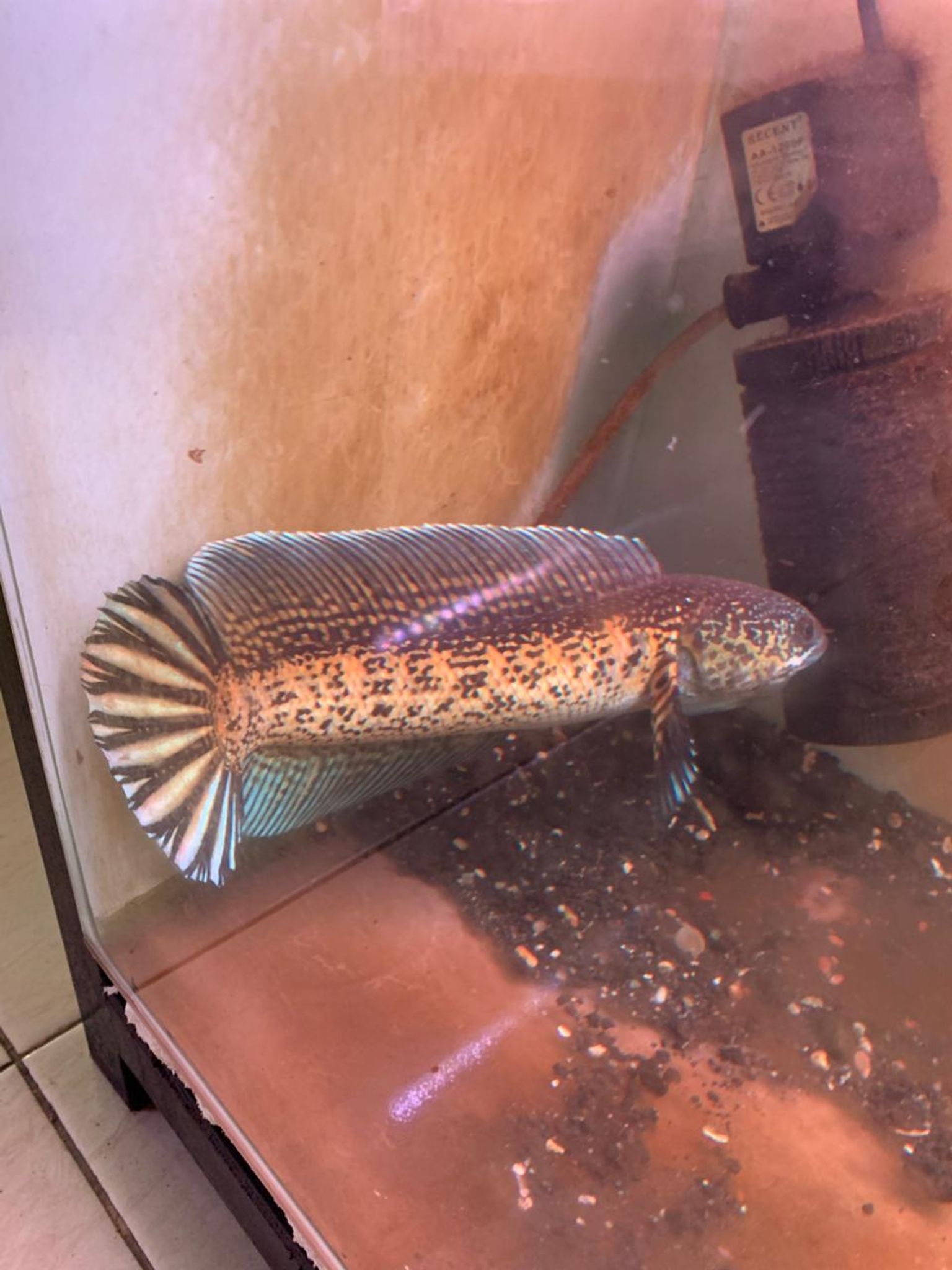 Channa Auranti Captive Breed Highfin