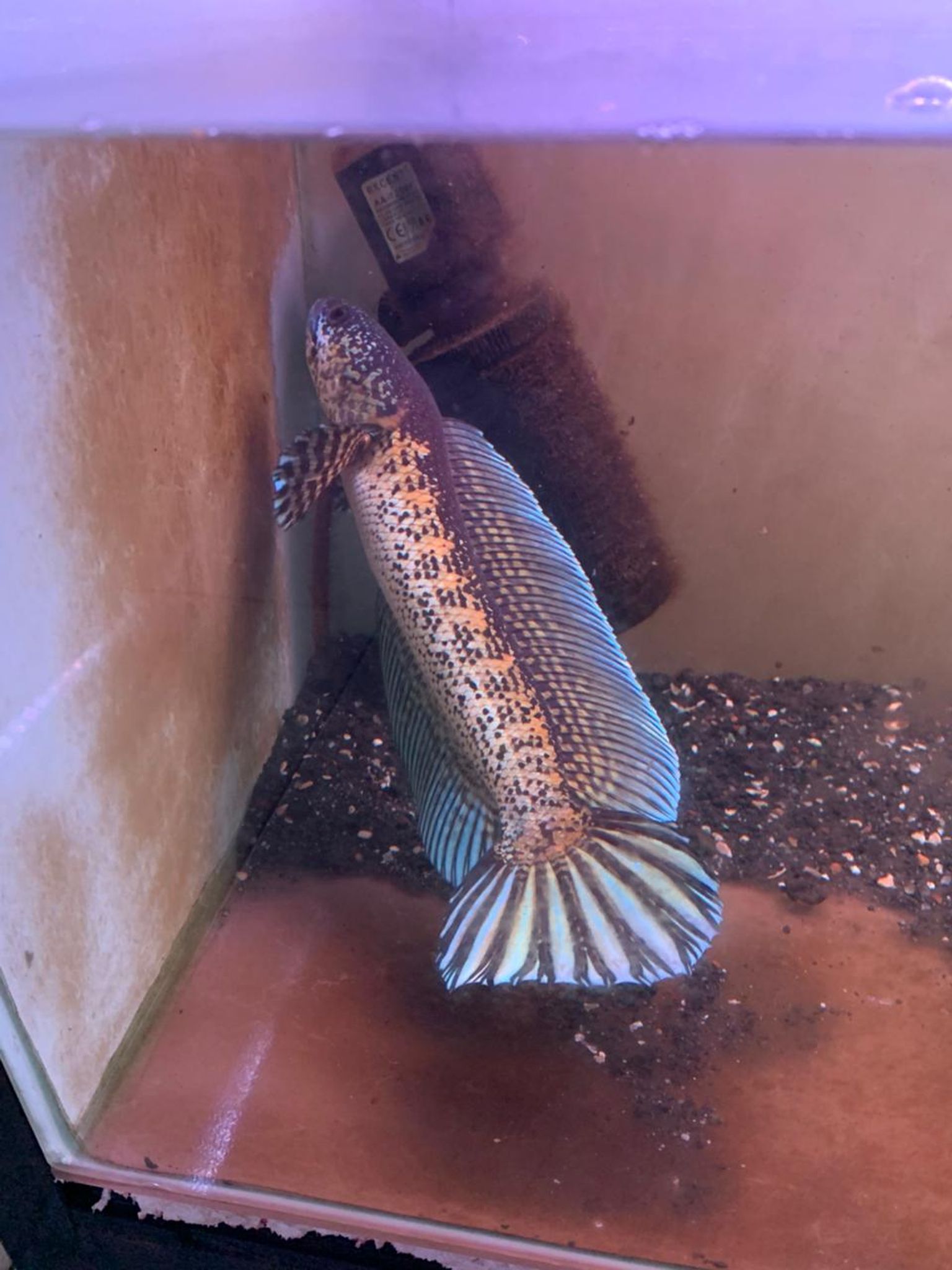 Channa Auranti Captive Breed Highfin