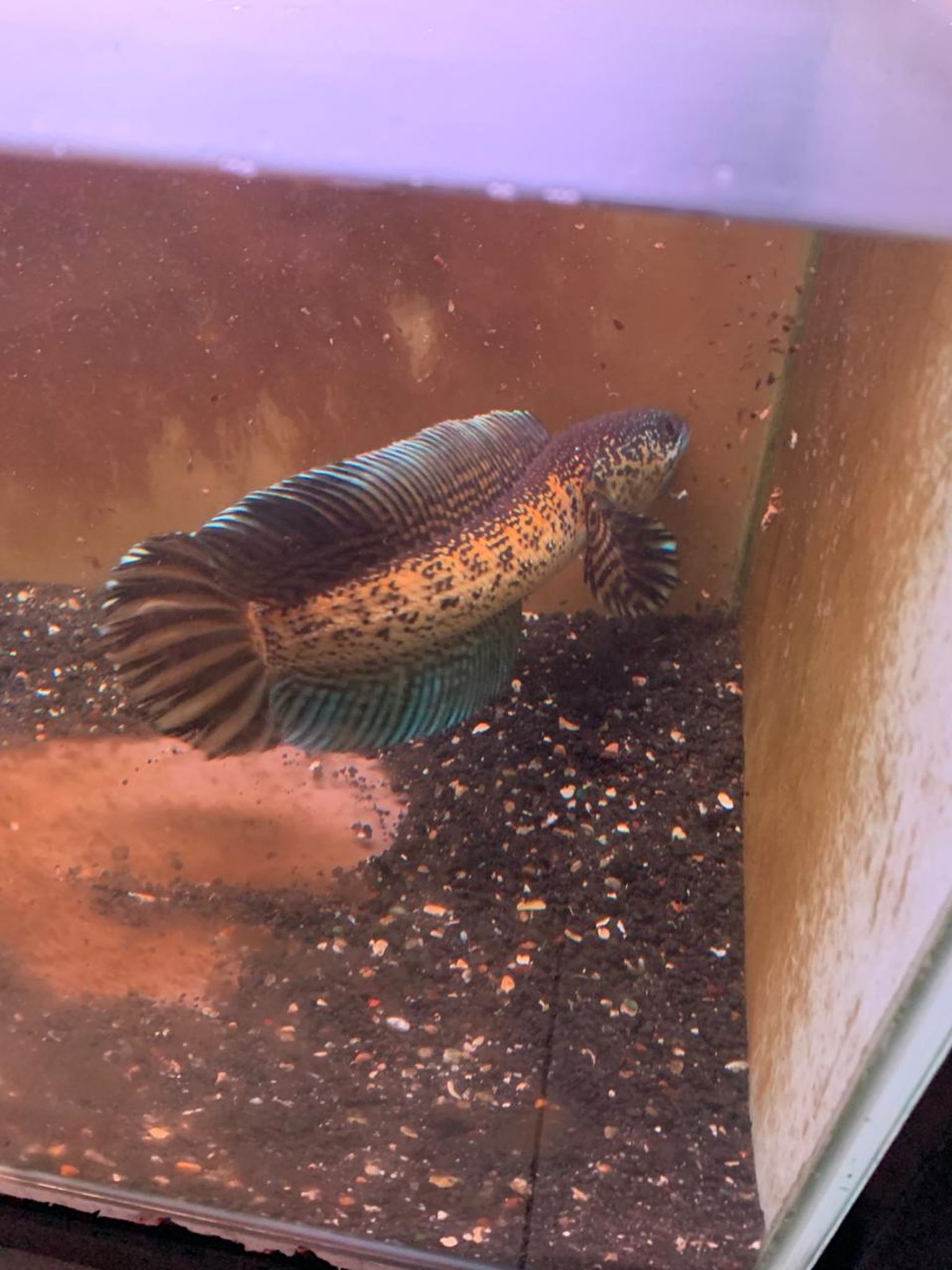 Channa Auranti Captive Breed Highfin